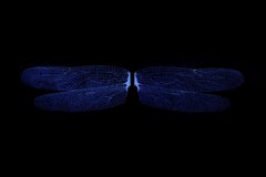 Nicola Evangelisti, Imperfect Simmetries - Dragonfly, 2018, Light Painting