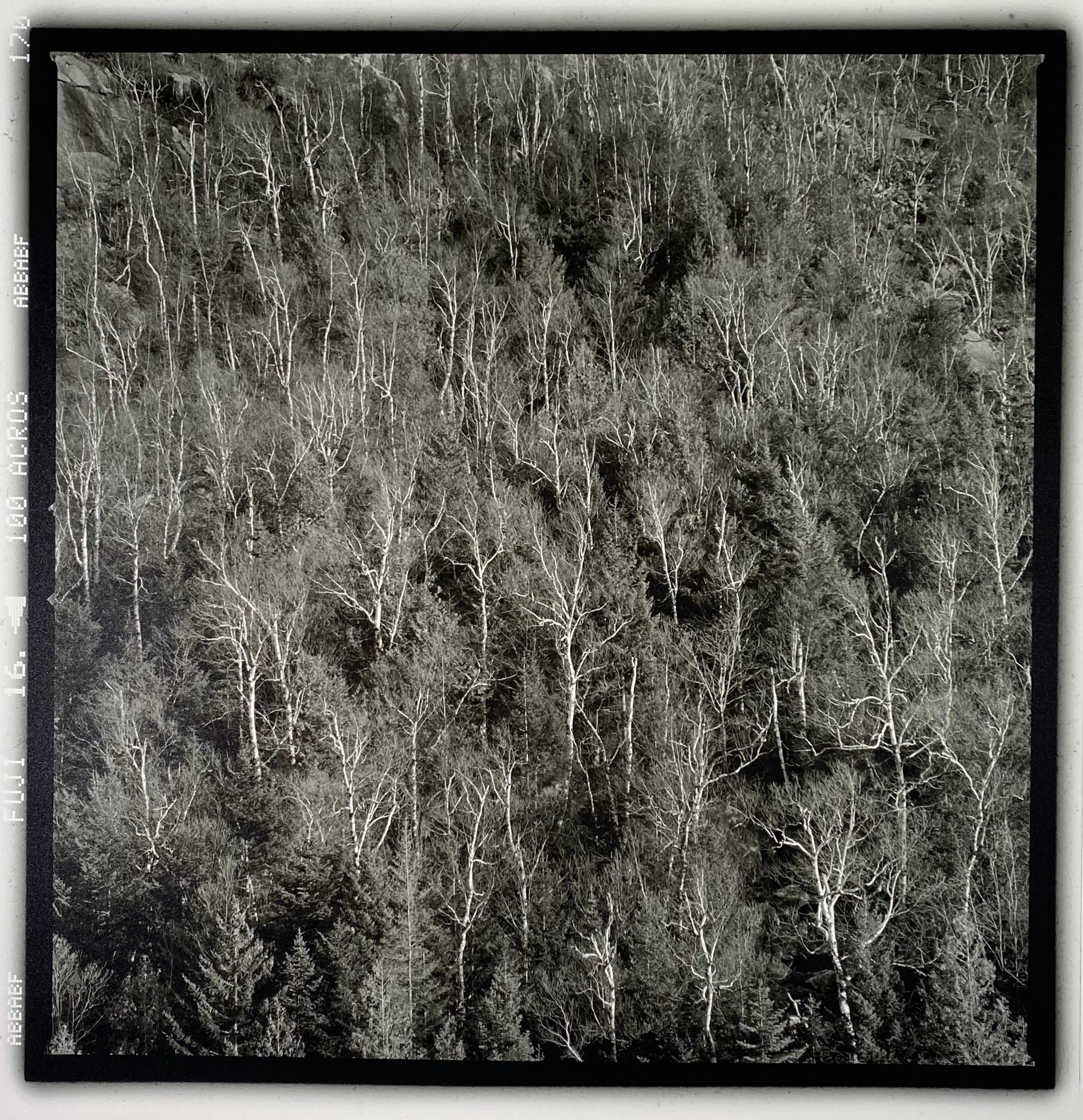 Nicolas Auvray Landscape Photograph - Flaming Birch