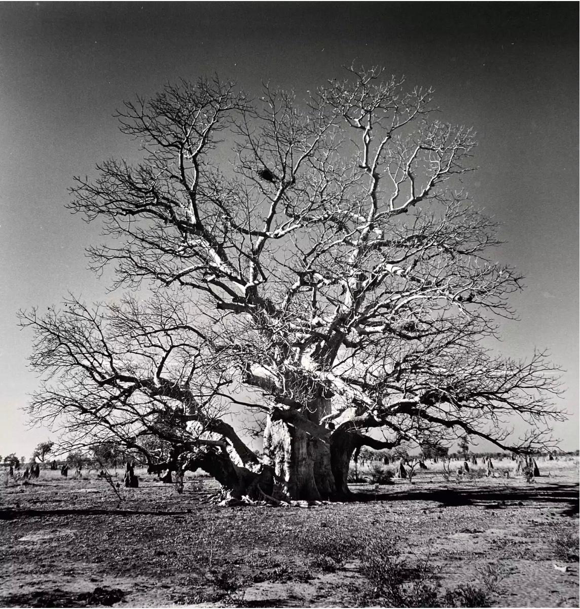 Nicolas Auvray Landscape Photograph - The Boab Kimberly