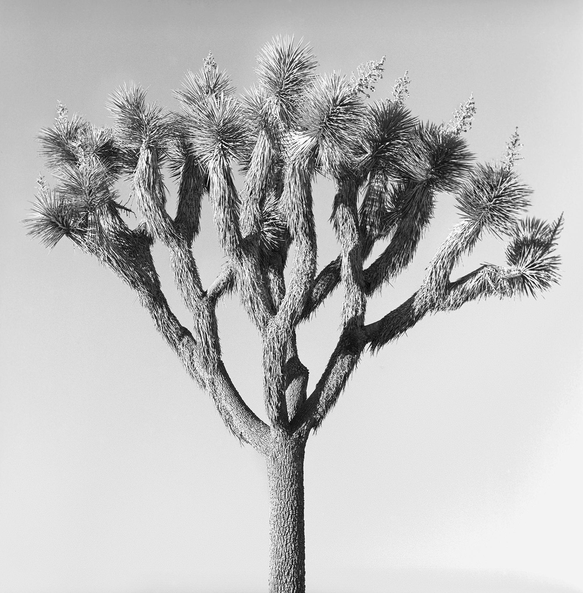 Nicolas Auvray Landscape Photograph - The Hand of Joshua (Joshua Tree I)