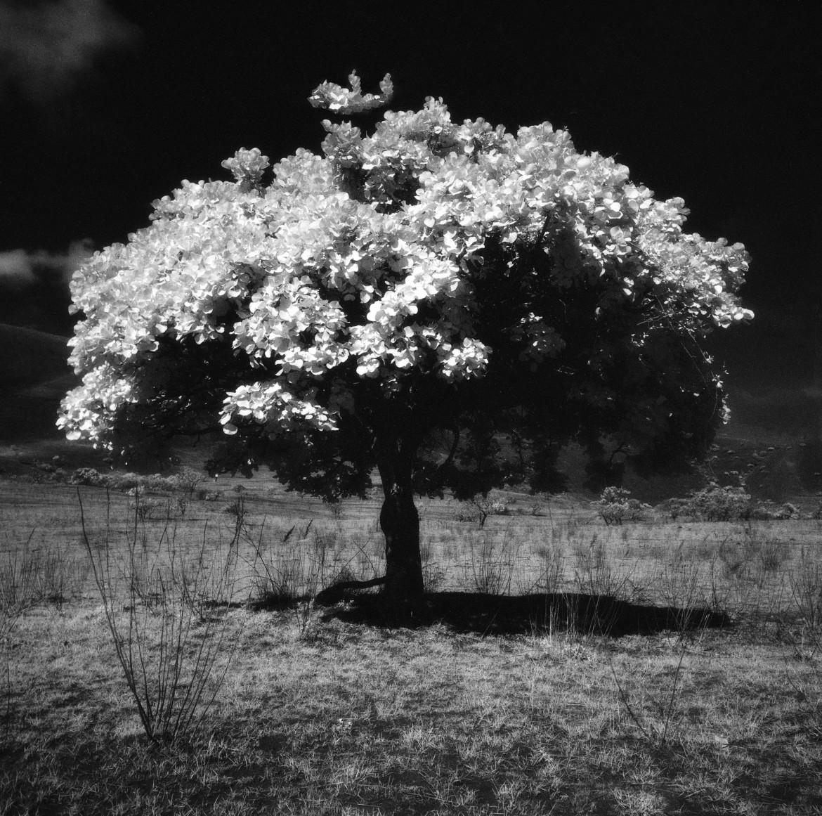 Nicolas Auvray Black and White Photograph - Tree of Life