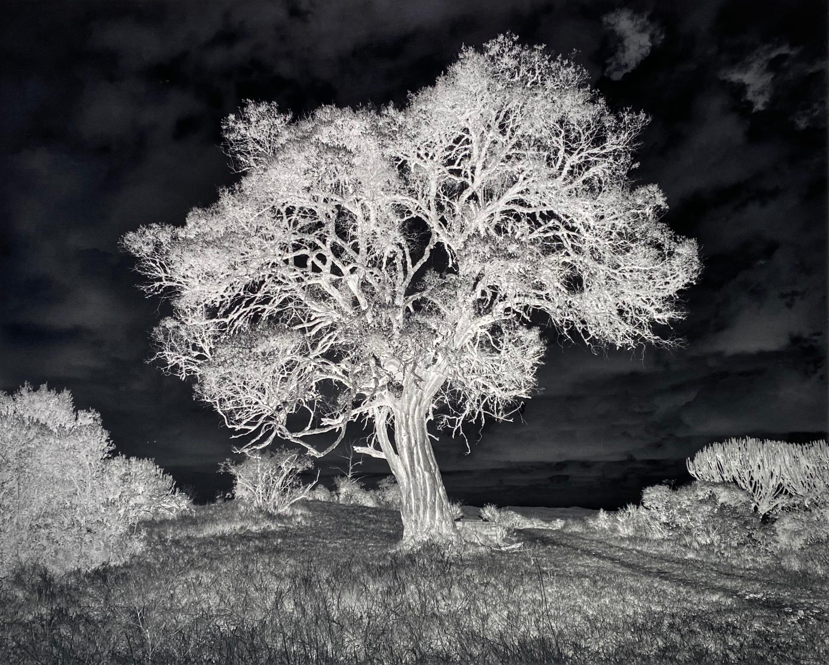 Nicolas Auvray Black and White Photograph – Der Baum des Lichts