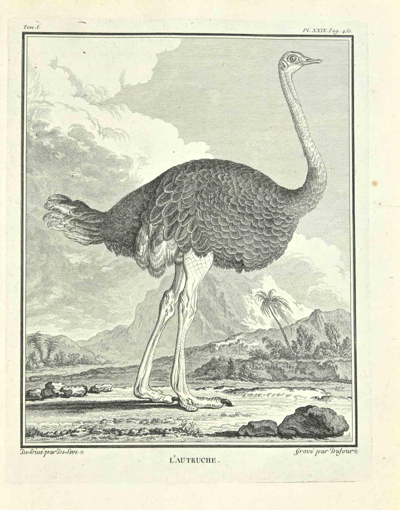 L'Autruche (Ostrich) is an etching realized by Nicolas Dufour in 1771.

Signed in plate.

The artwork Belongs to the suite "Histoire naturelle, générale et particulière avec la description du Cabinet du Roi". Paris: Imprimerie Royale, 1749-1771. 

 
