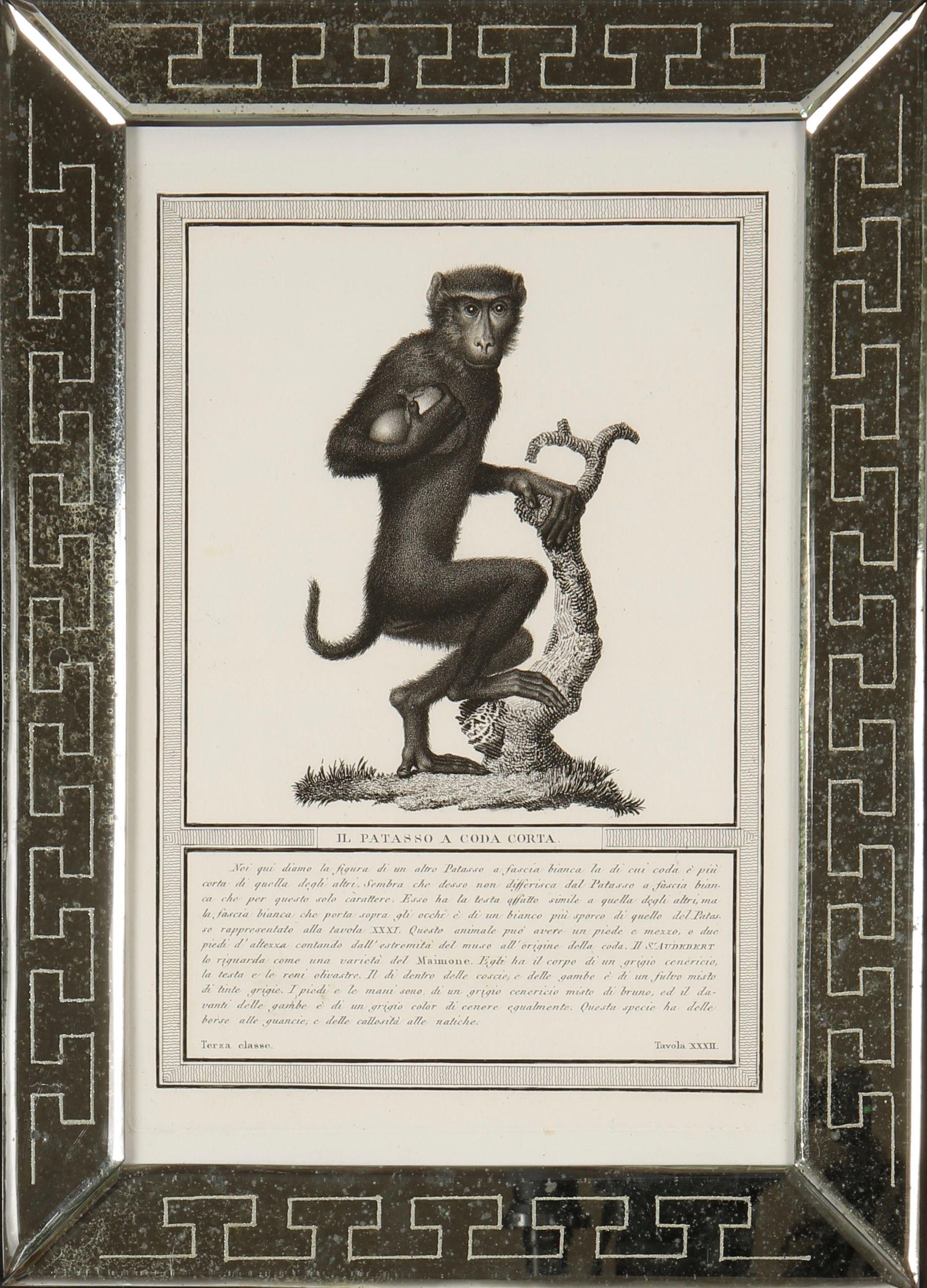Nicolas Jacob: Stipple Engravings of Monkeys, C1810, Set of 12 For Sale 3