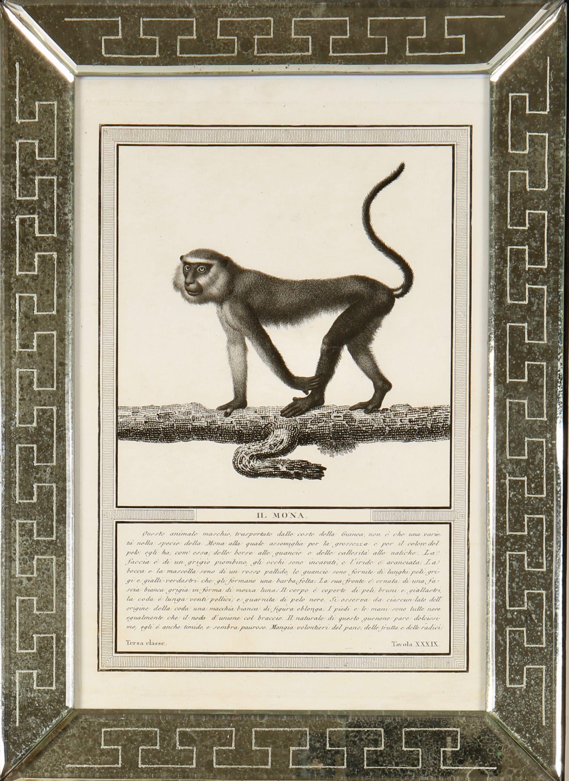 Nicolas Jacob : Stipple Engravings of Monkeys, C1810, ensemble de 12 pièces en vente 7