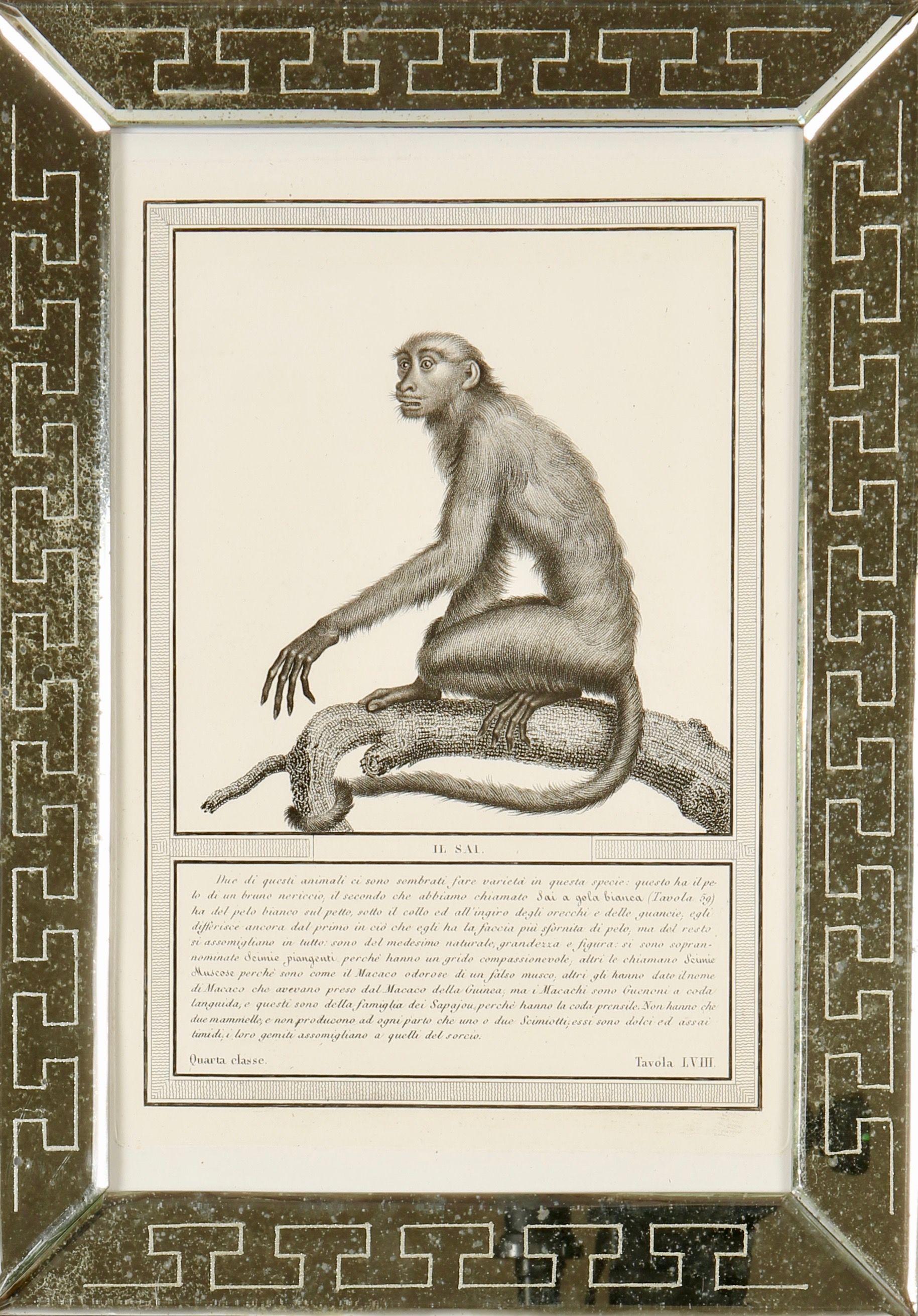 Nicolas Jacob: Stipple Engravings of Monkeys, C1810, Set of 12 For Sale 5
