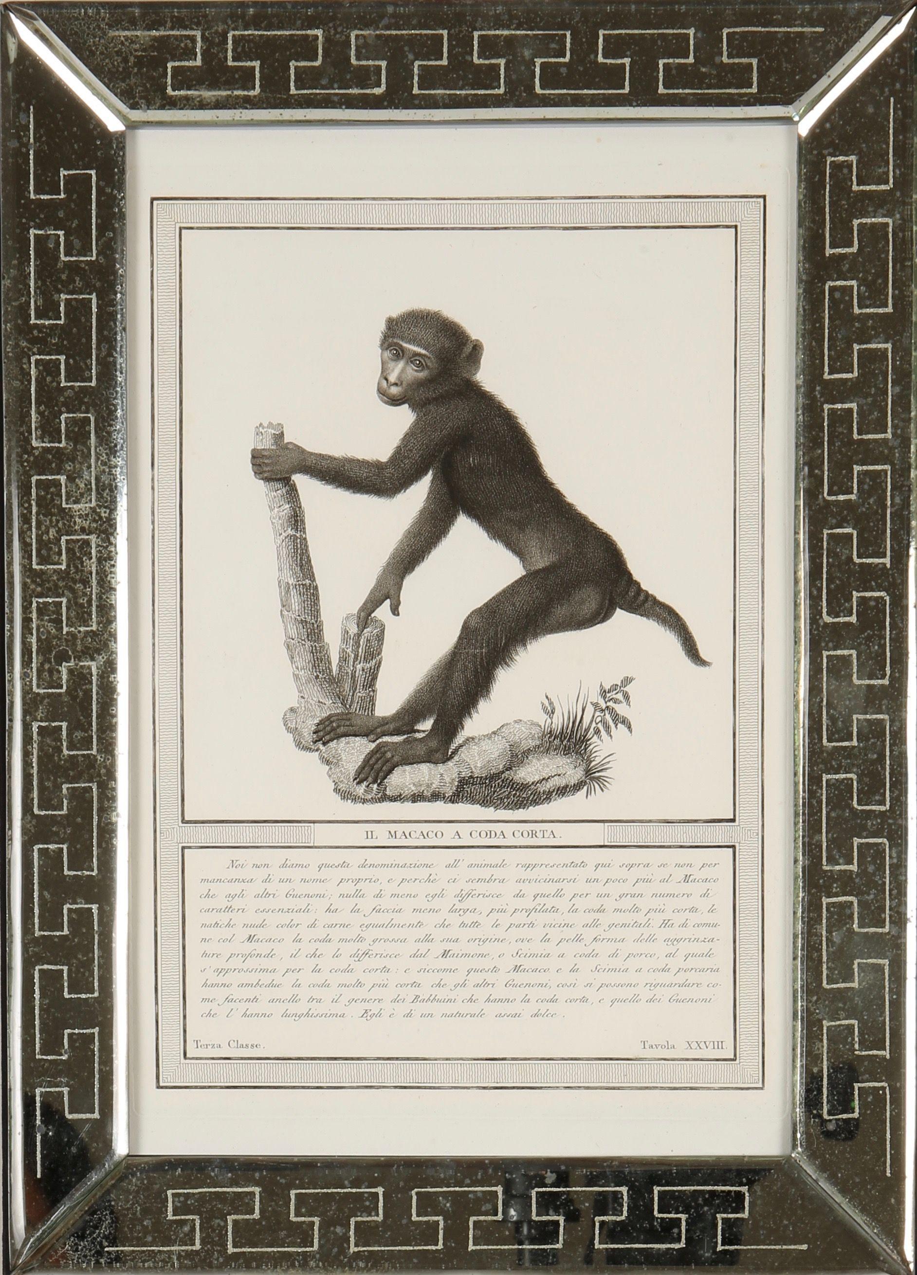Nicolas Jacob : Stipple Engravings of Monkeys, C1810, ensemble de 12 pièces - Argent Animal Print par Nicolas Henri Jacob