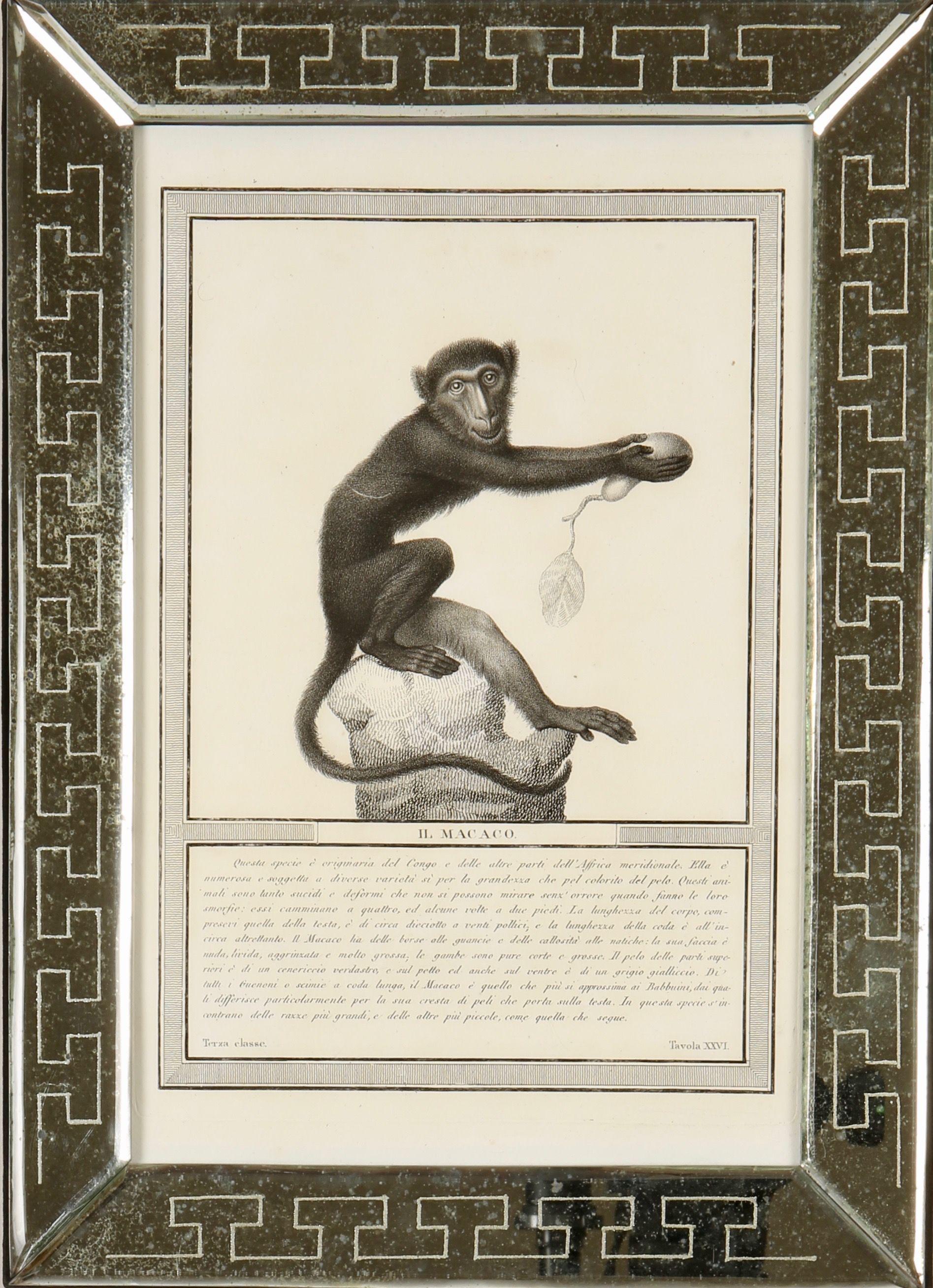 Nicolas Jacob : Stipple Engravings of Monkeys, C1810, ensemble de 12 pièces en vente 1