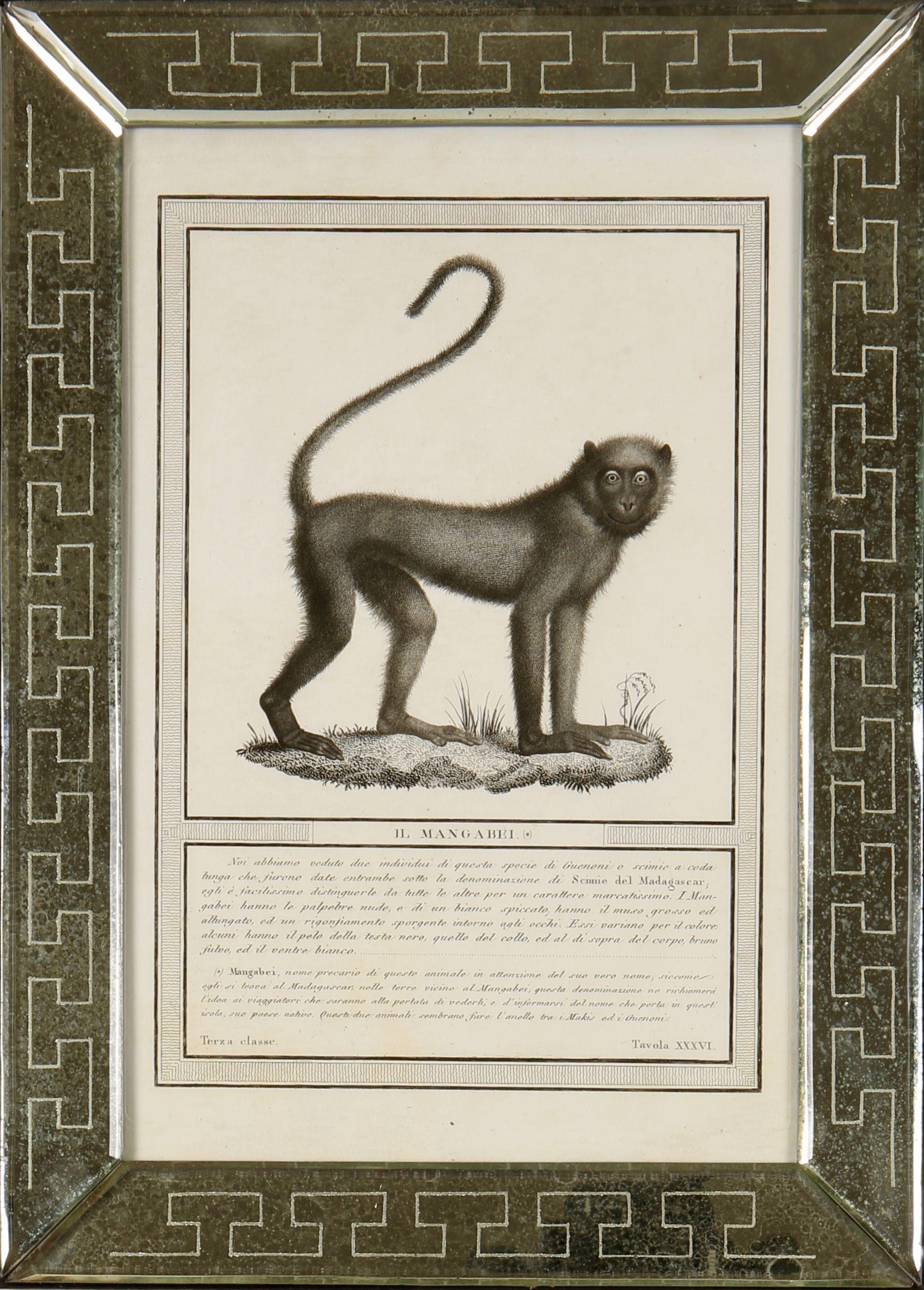 Nicolas Jacob: Stipple Engravings of Monkeys, C1810, Set of 12 - Silver Animal Print by Nicolas Henri Jacob
