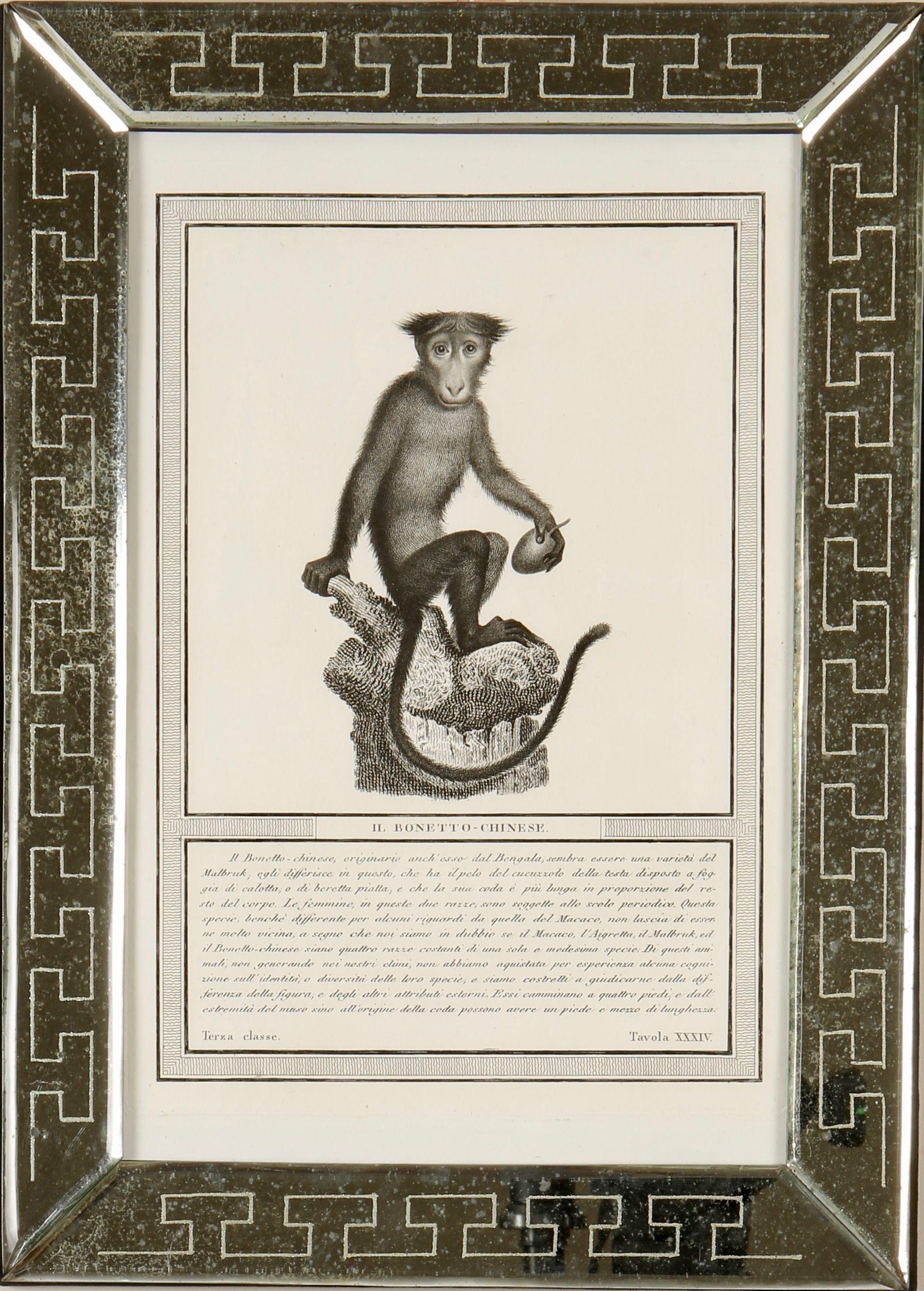 Nicolas Jacob : Stipple Engravings of Monkeys, C1810, ensemble de 12 pièces en vente 3