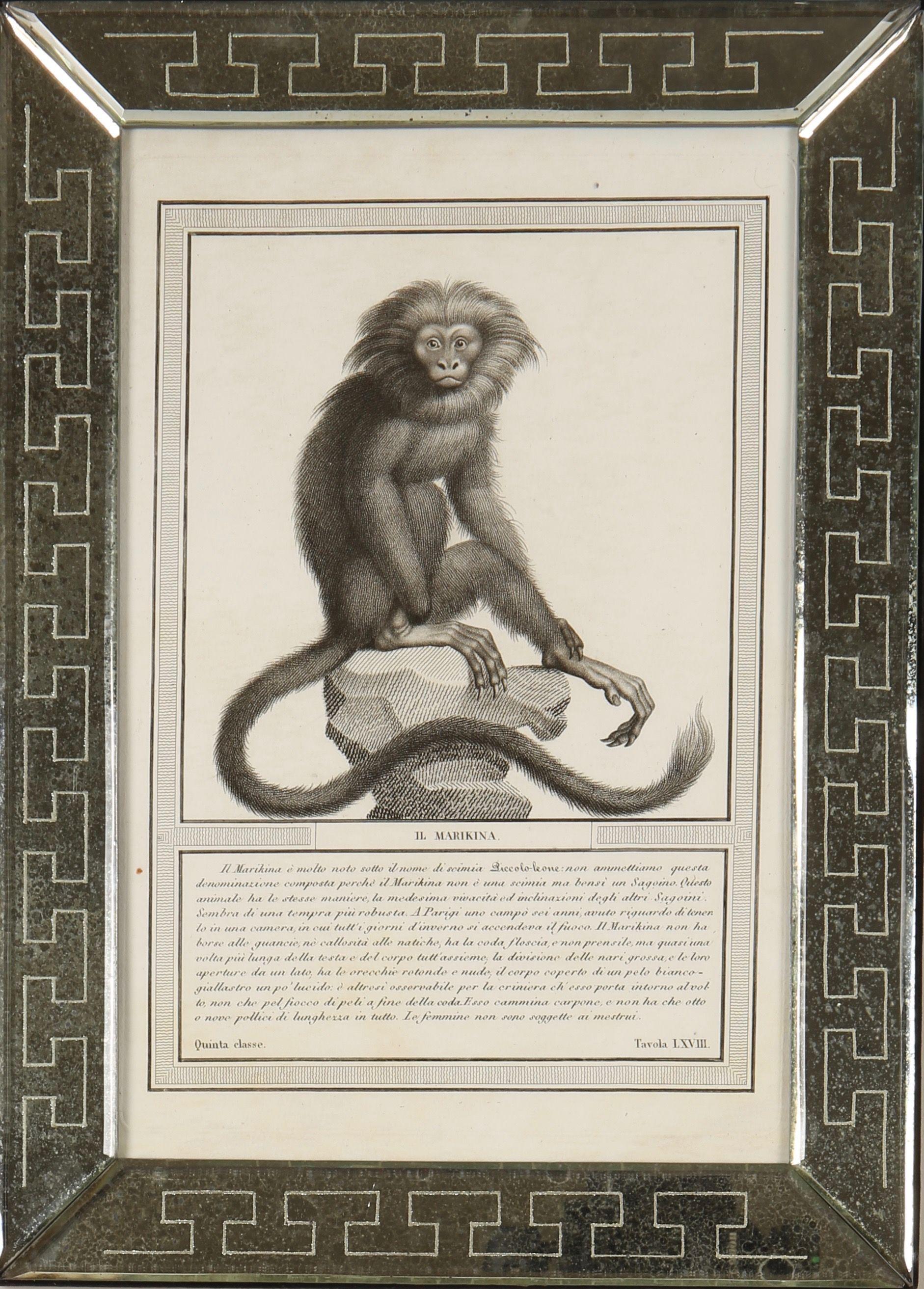 Nicolas Jacob: Stipple Engravings of Monkeys, C1810, Set of 12 For Sale 1