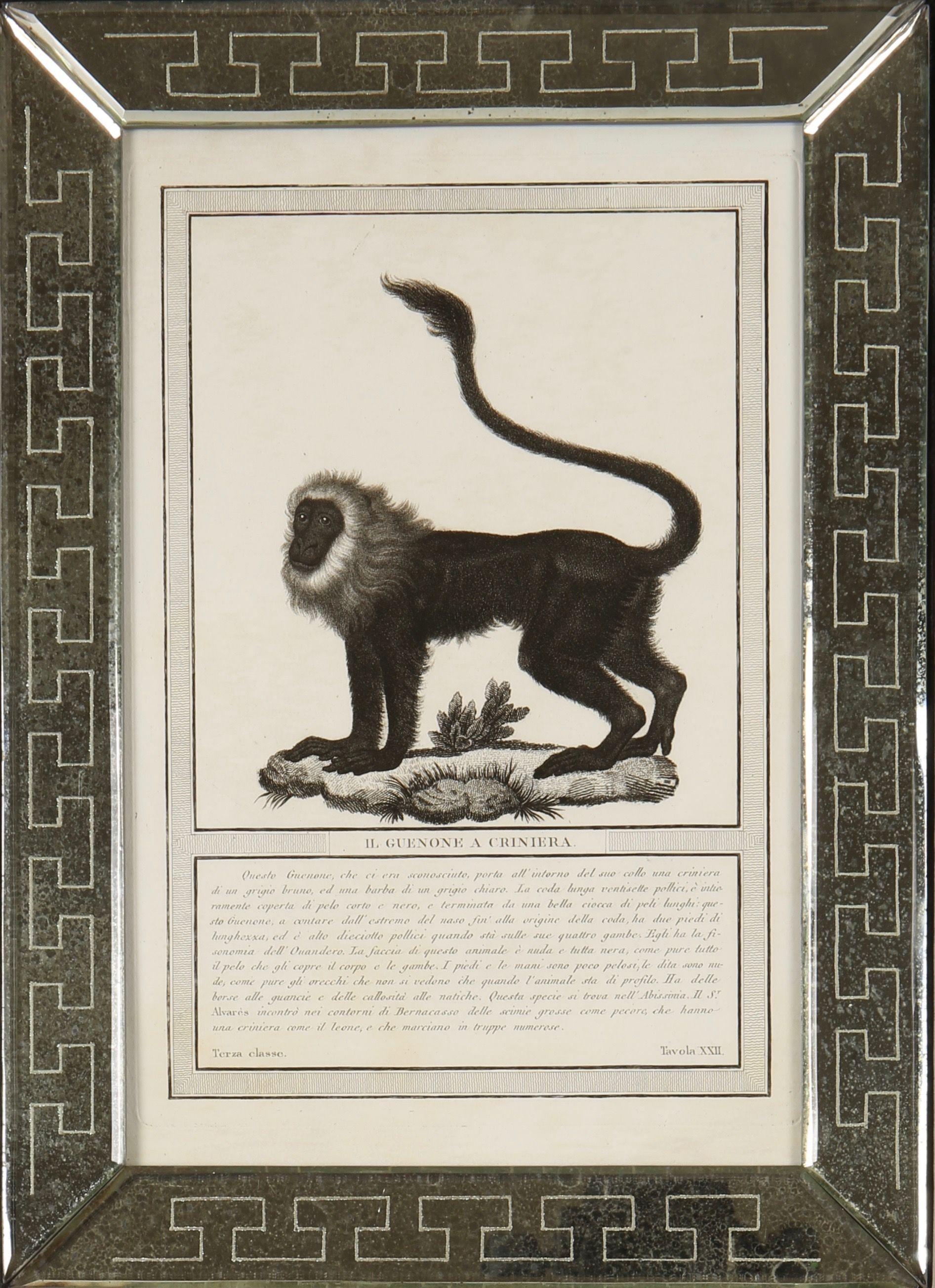 Nicolas Jacob : Stipple Engravings of Monkeys, C1810, ensemble de 12 pièces en vente 5