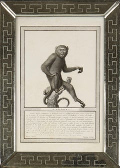 Nicolas Jacob Grabados de monos, C1810, lote de 12