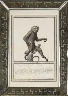 Nicolas Jacob : Stipple Engravings of Monkeys, C1810, ensemble de 12 pièces