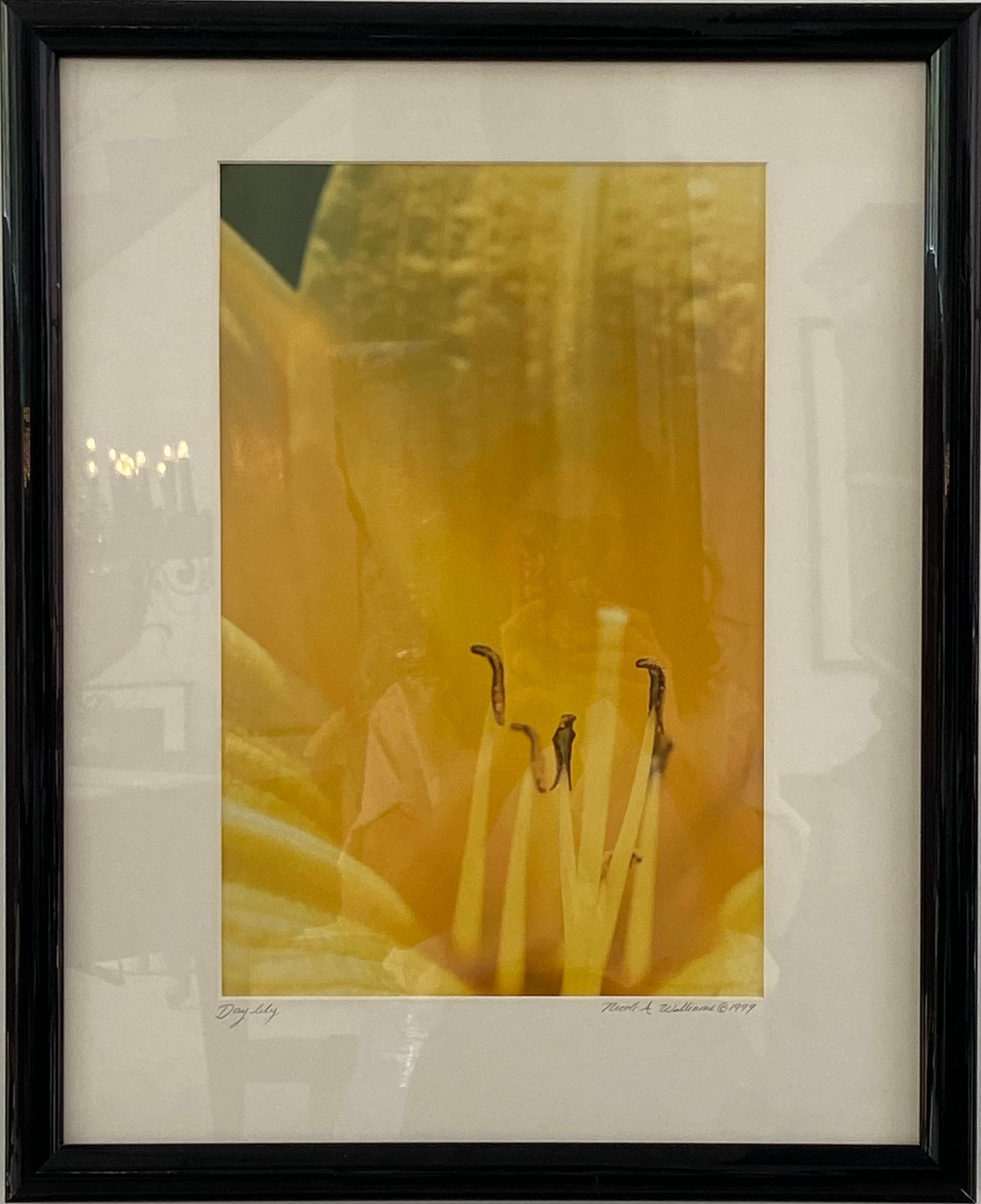 Nicole A. Williams
Day Lily, 1999
Photograph
21 1/2 x 17 1/2 inches  (54.6 x 44.5 cm)