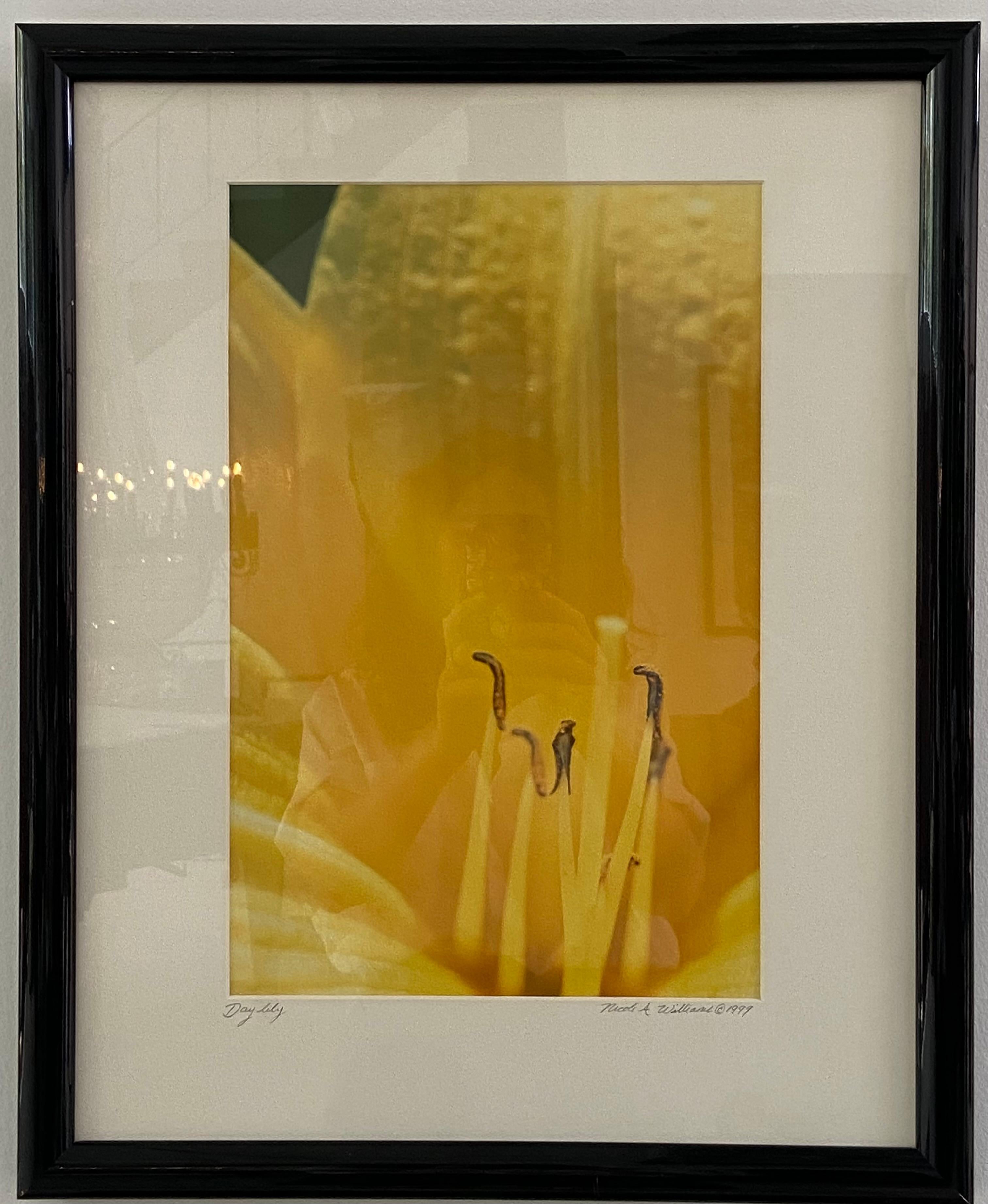 Day Lily For Sale 1