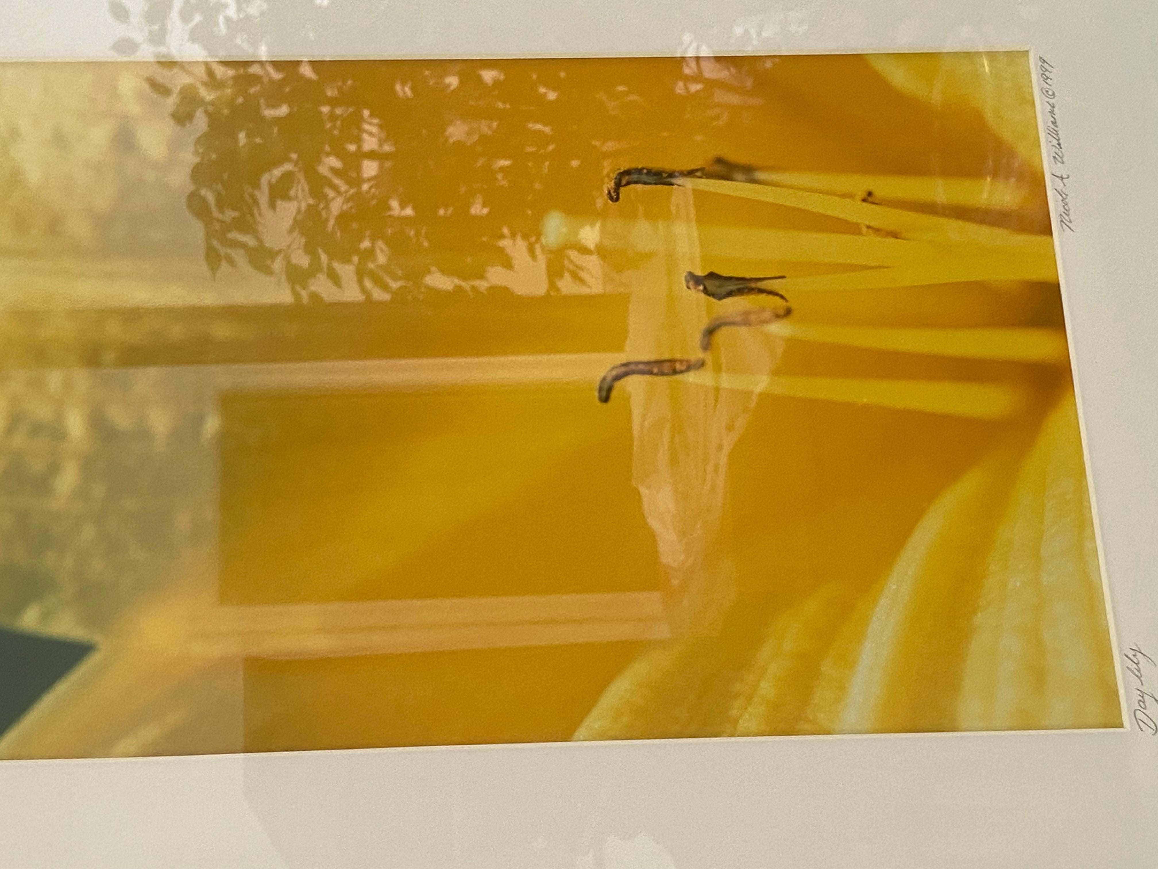 Day Lily For Sale 2