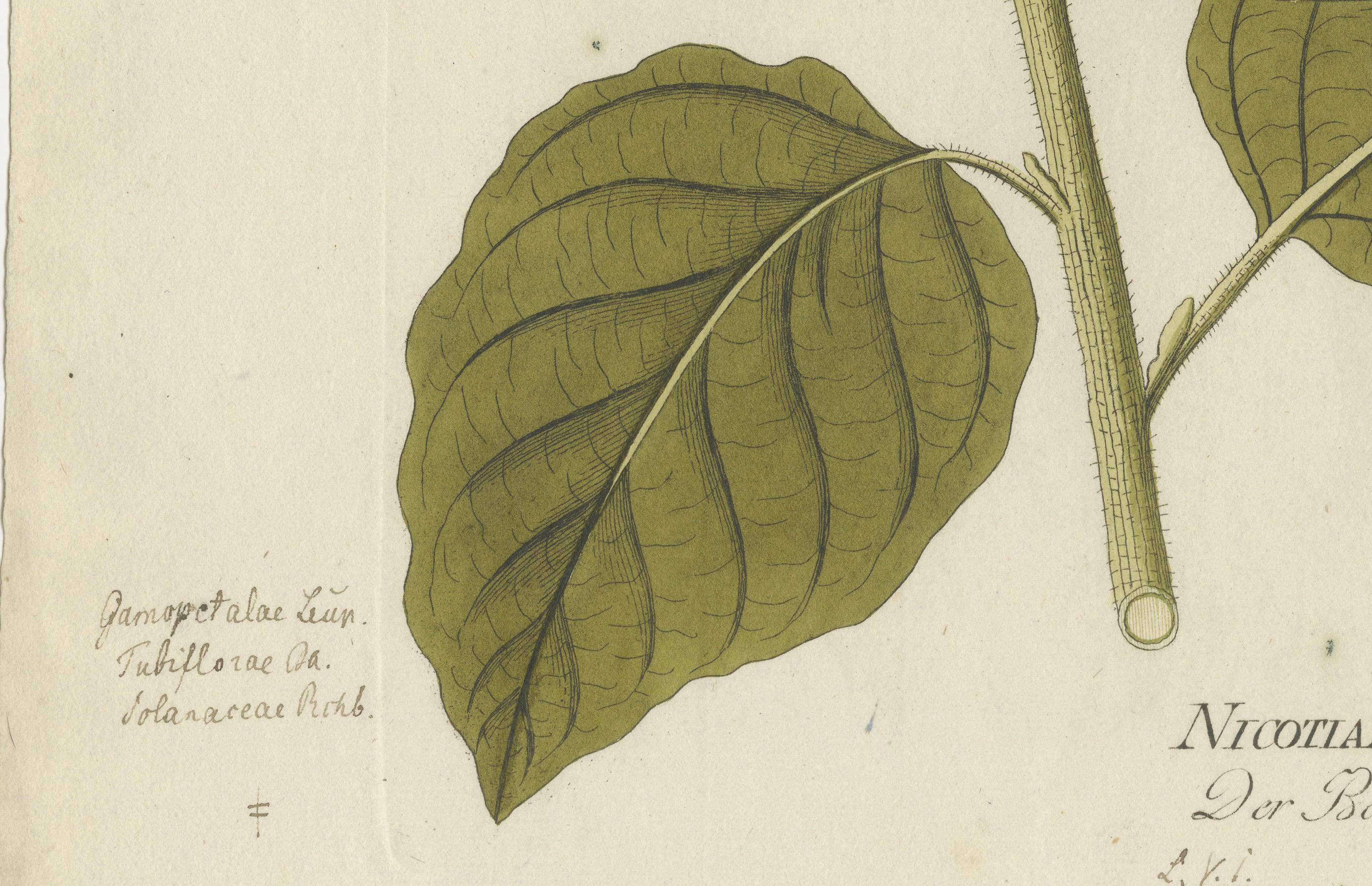 Grabado Botánico Nicotiana Rustica - Icones Plantarum Medicinalium, 1788 en Bueno estado para la venta en Langweer, NL