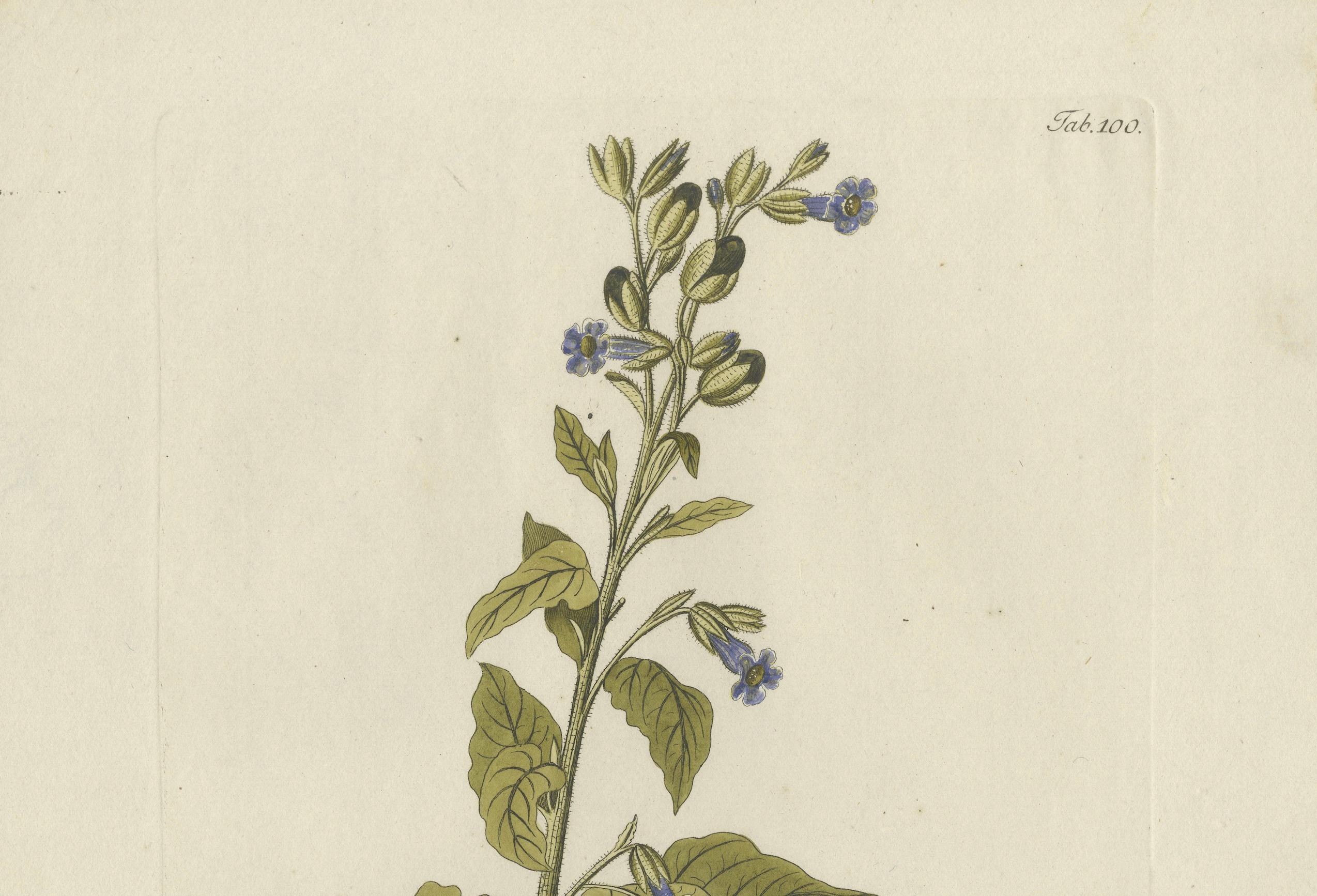 Grabado Botánico Nicotiana Rustica - Icones Plantarum Medicinalium, 1788 finales del siglo XVIII en venta