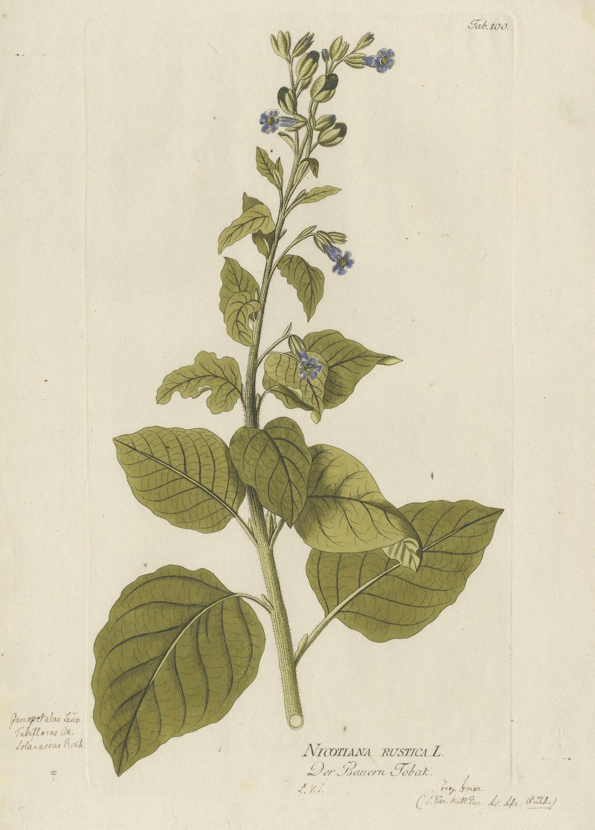 Grabado Botánico Nicotiana Rustica - Icones Plantarum Medicinalium, 1788 Papel en venta