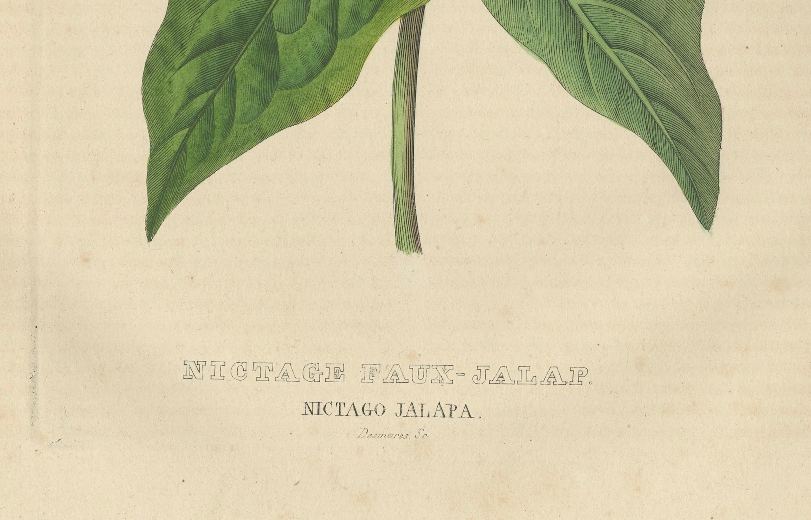 Nictago Jalapa (Wunder von Peru) - Handkolorierter botanischer Kupferstich von Desmares, um 1825

Beschreibung:  
Ein originaler handkolorierter Kupferstich der blühenden Pflanze Nictago Jalapa, die heute gemeinhin als Mirabilis jalapa oder Marvel