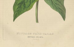 Nictago Jalapa (Marvel of Peru) – Hand-Colored Botanical Engraving, ca.1825