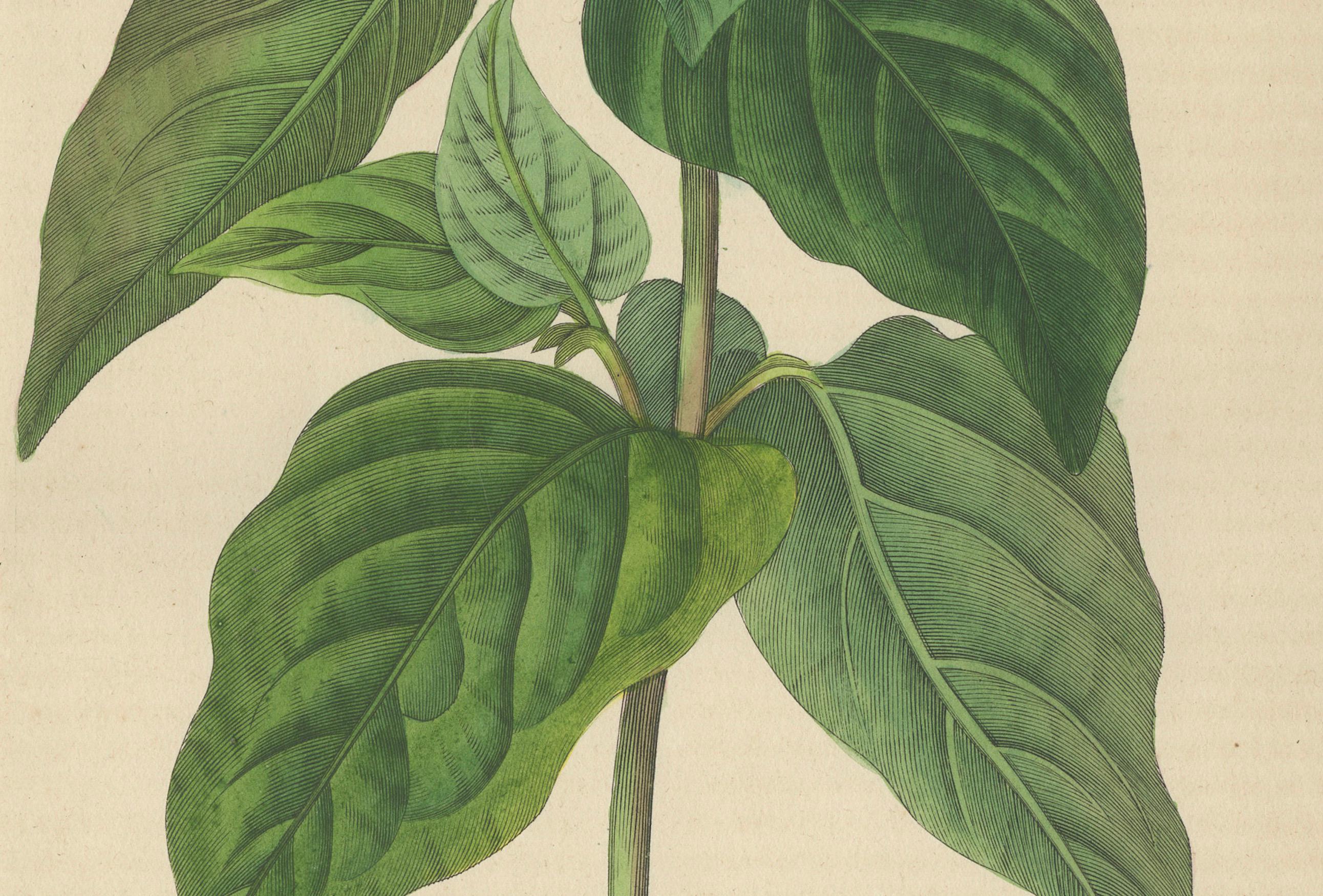 Nictago Jalapa (Wunder von Peru) - Handkolorierter botanischer Stich, ca.1825 im Zustand „Gut“ im Angebot in Langweer, NL