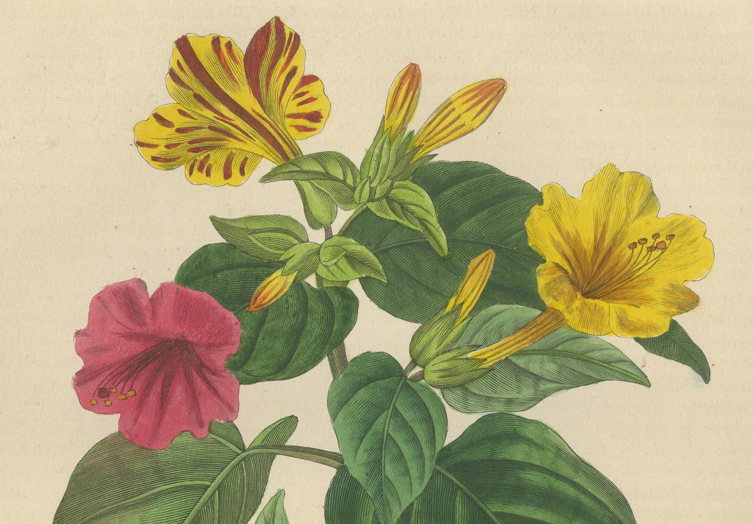 Nictago Jalapa (Wunder von Peru) - Handkolorierter botanischer Stich, ca.1825 (Frühes 19. Jahrhundert) im Angebot