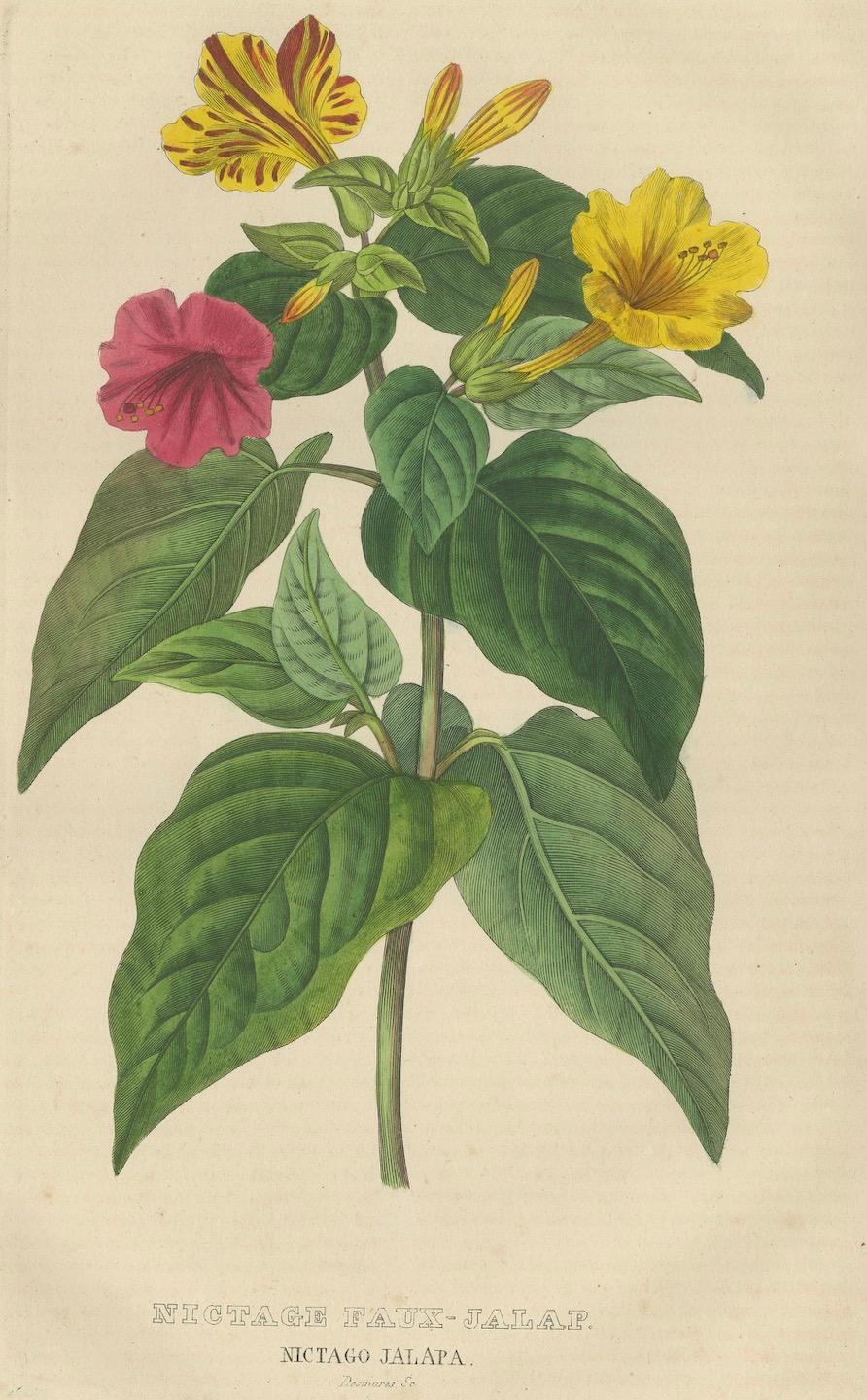 Nictago Jalapa (Wunder von Peru) - Handkolorierter botanischer Stich, ca.1825 (Papier) im Angebot