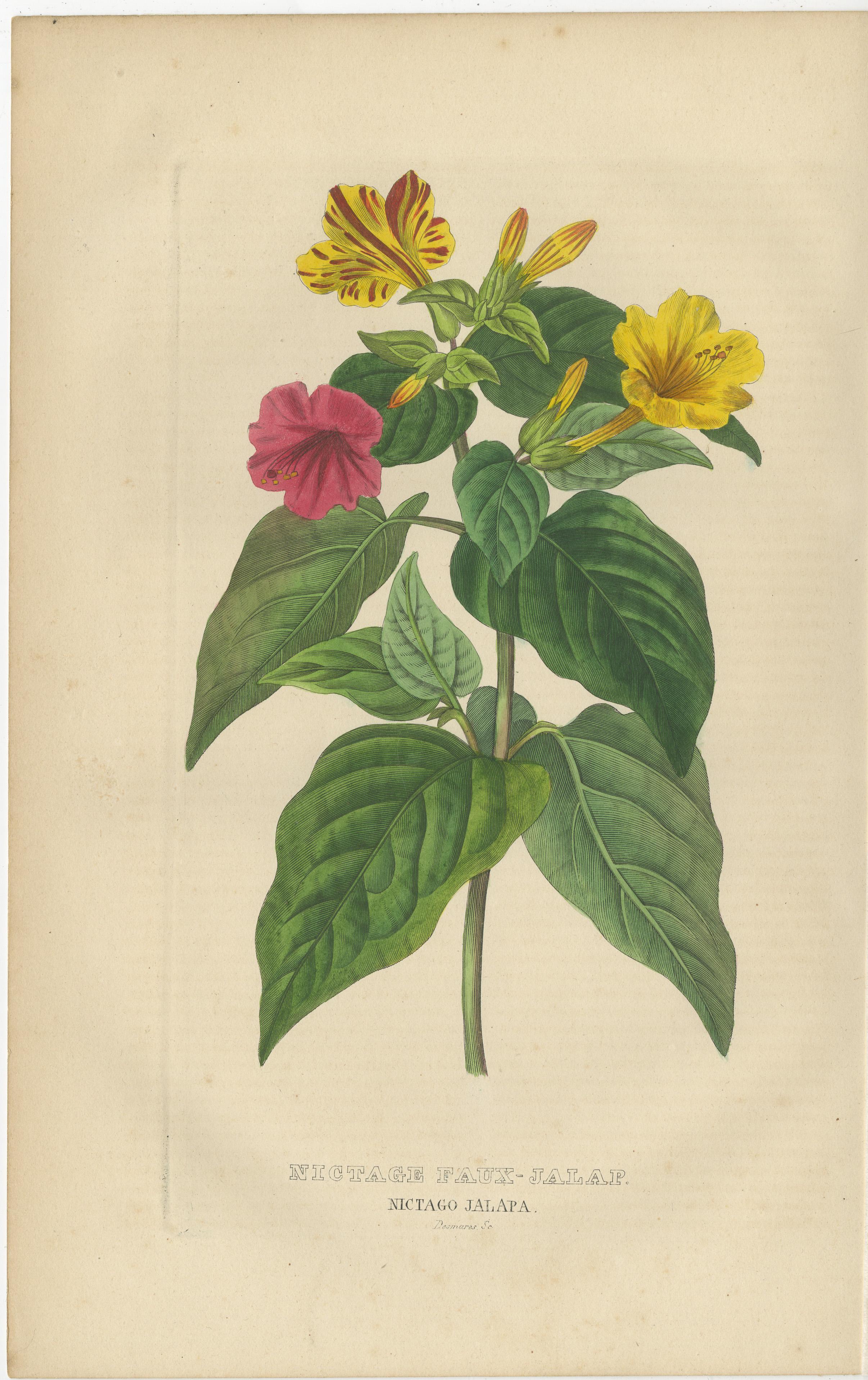 Nictago Jalapa (Wunder von Peru) - Handkolorierter botanischer Stich, ca.1825 im Angebot 1