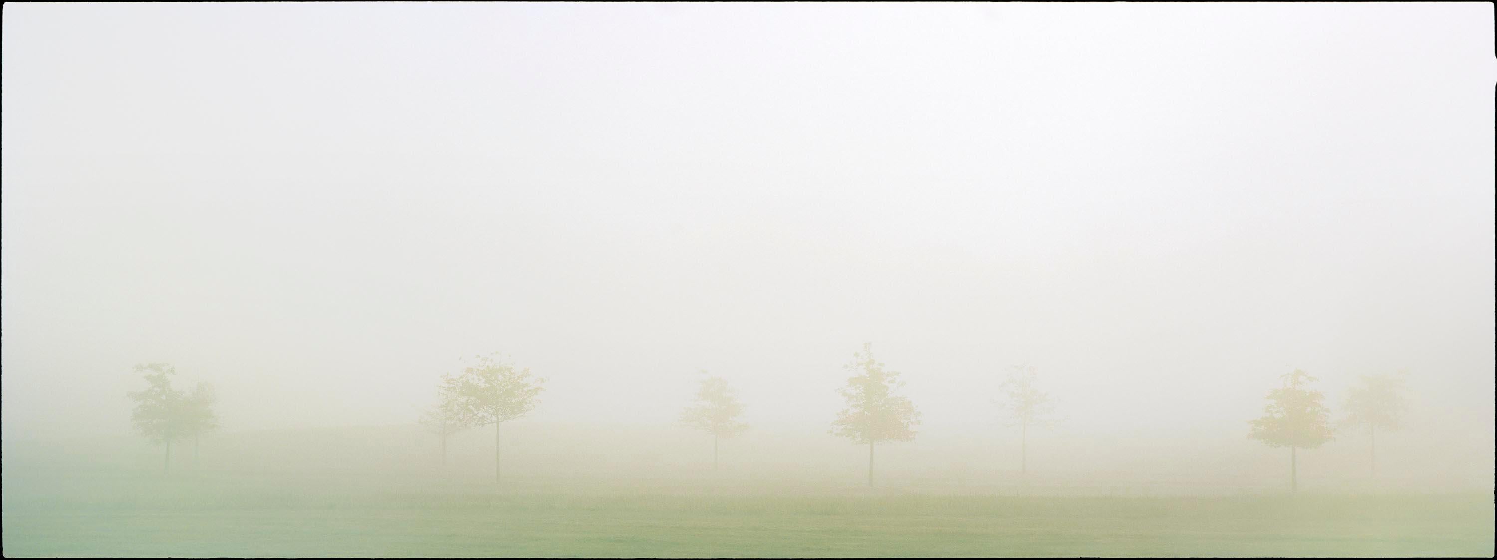 Nigel Parry Color Photograph - Trees I