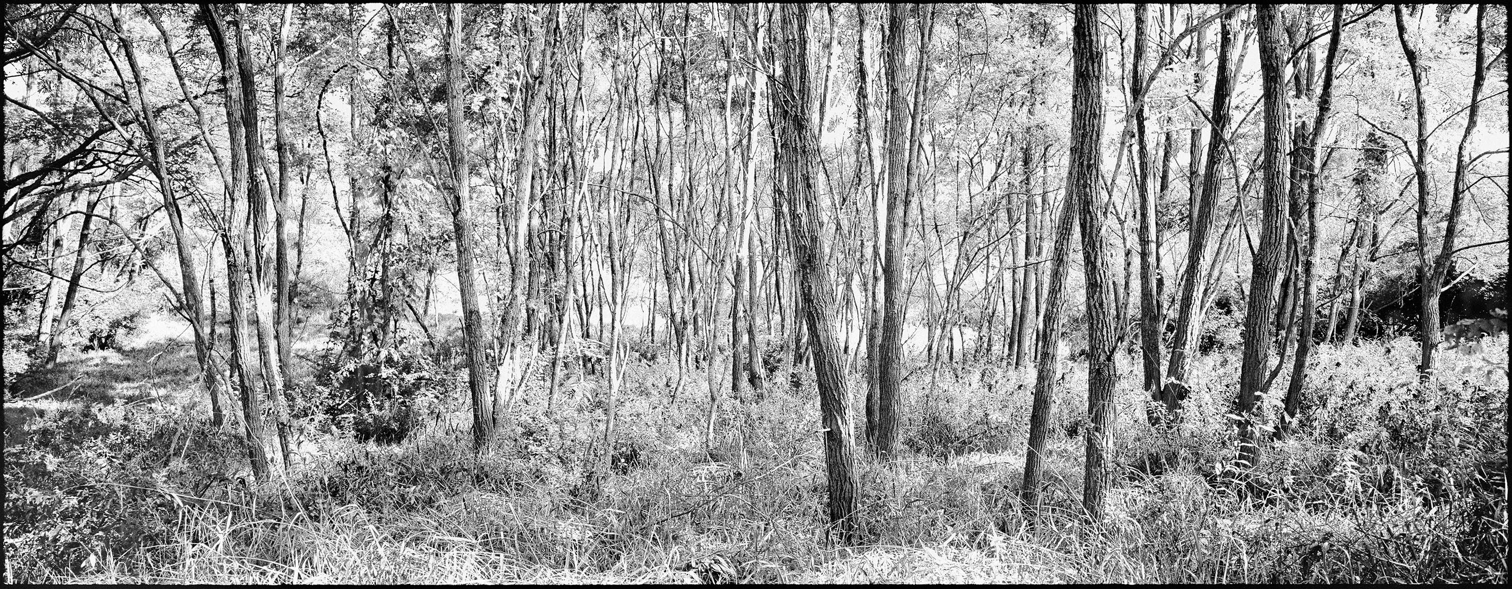 Woodland - panoramic black and white image with trees, fine art photography 2021