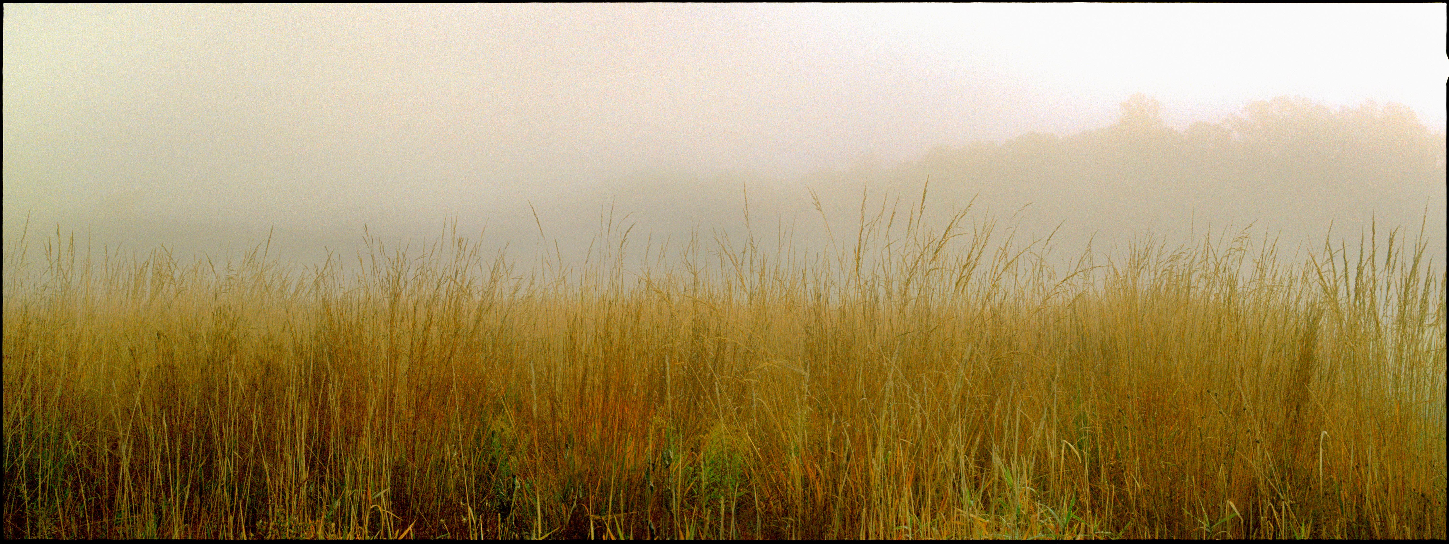 Grass II Limited Edition Archival Pigment Print, Contemporary, 2010+