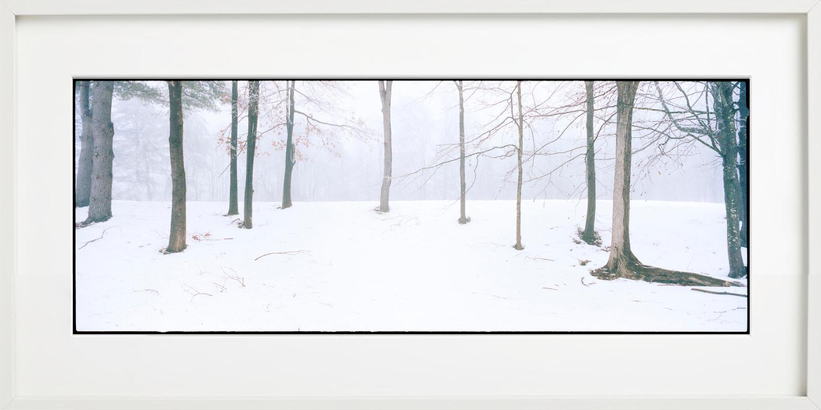 Home - Alberi con neve e nebbia, fotografia d'autore 2021 in vendita 5