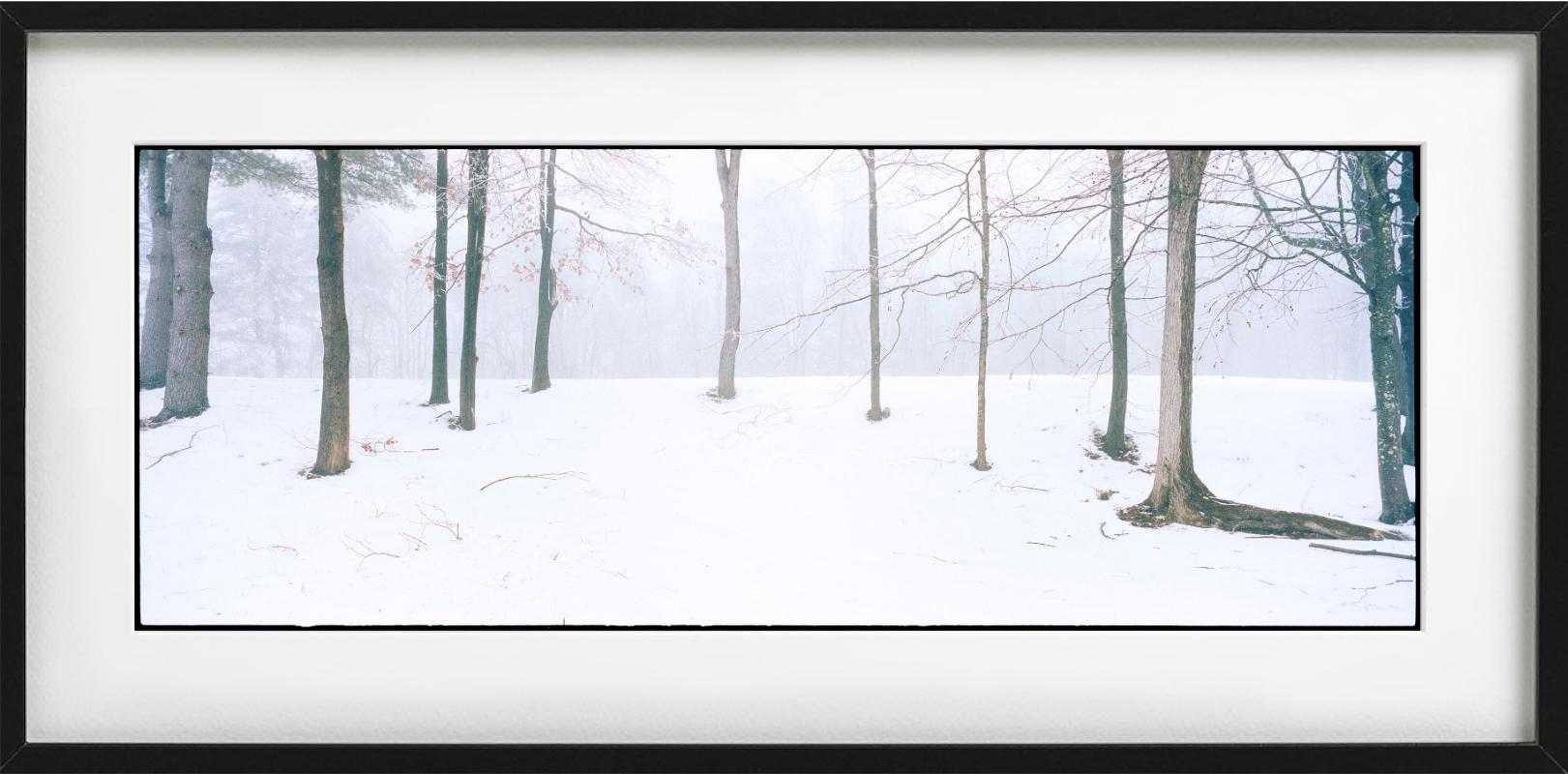 Home - Alberi con neve e nebbia, fotografia d'autore 2021 - Photograph Contemporaneo di Nigel Parry