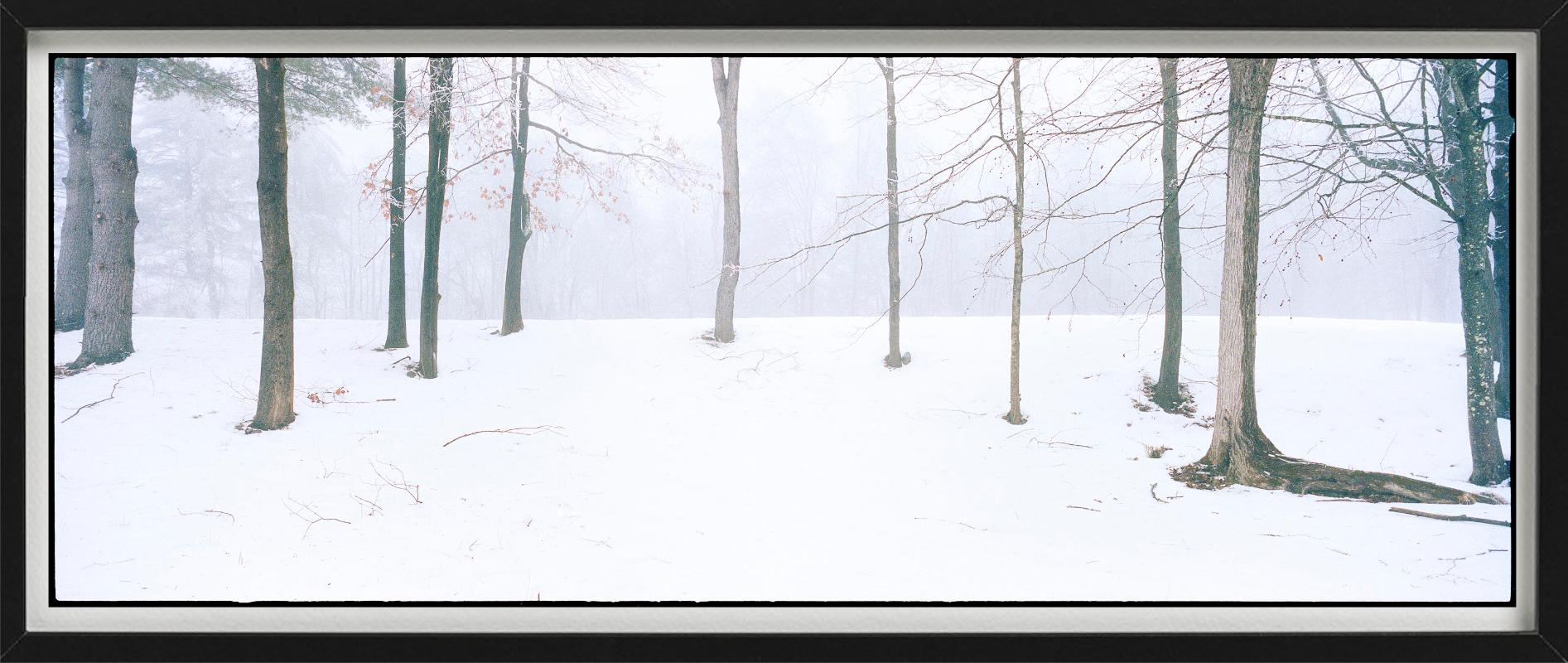 Home - Alberi con neve e nebbia, fotografia d'autore 2021 - Color Photograph Grigio di Nigel Parry