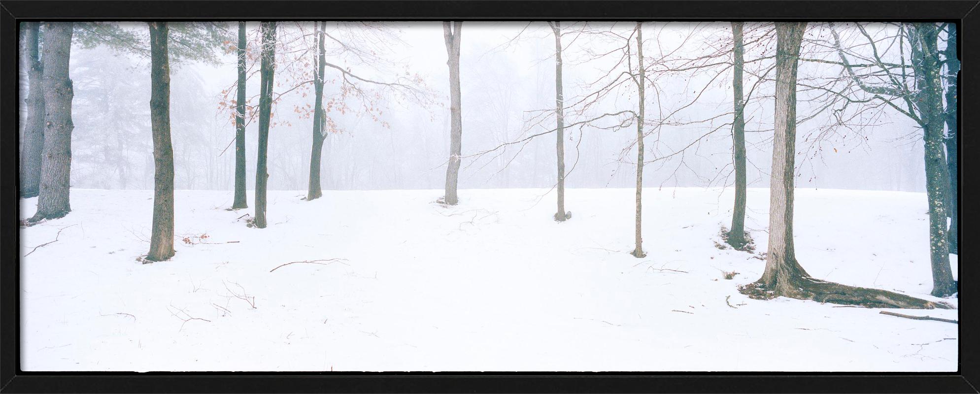 Home - Alberi con neve e nebbia, fotografia d'autore 2021 in vendita 1