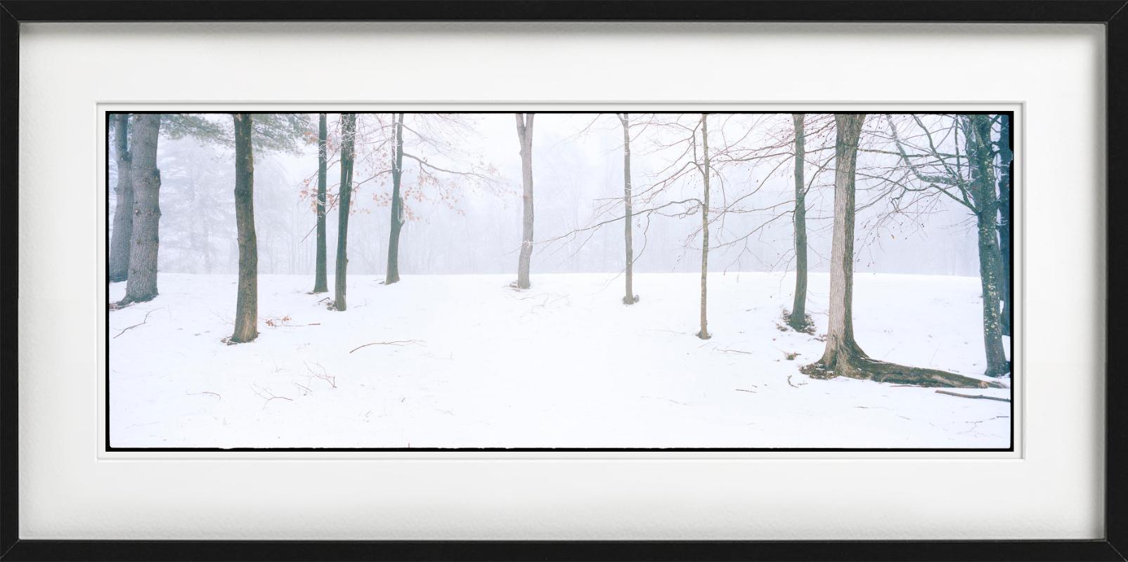 Home - Alberi con neve e nebbia, fotografia d'autore 2021 in vendita 2