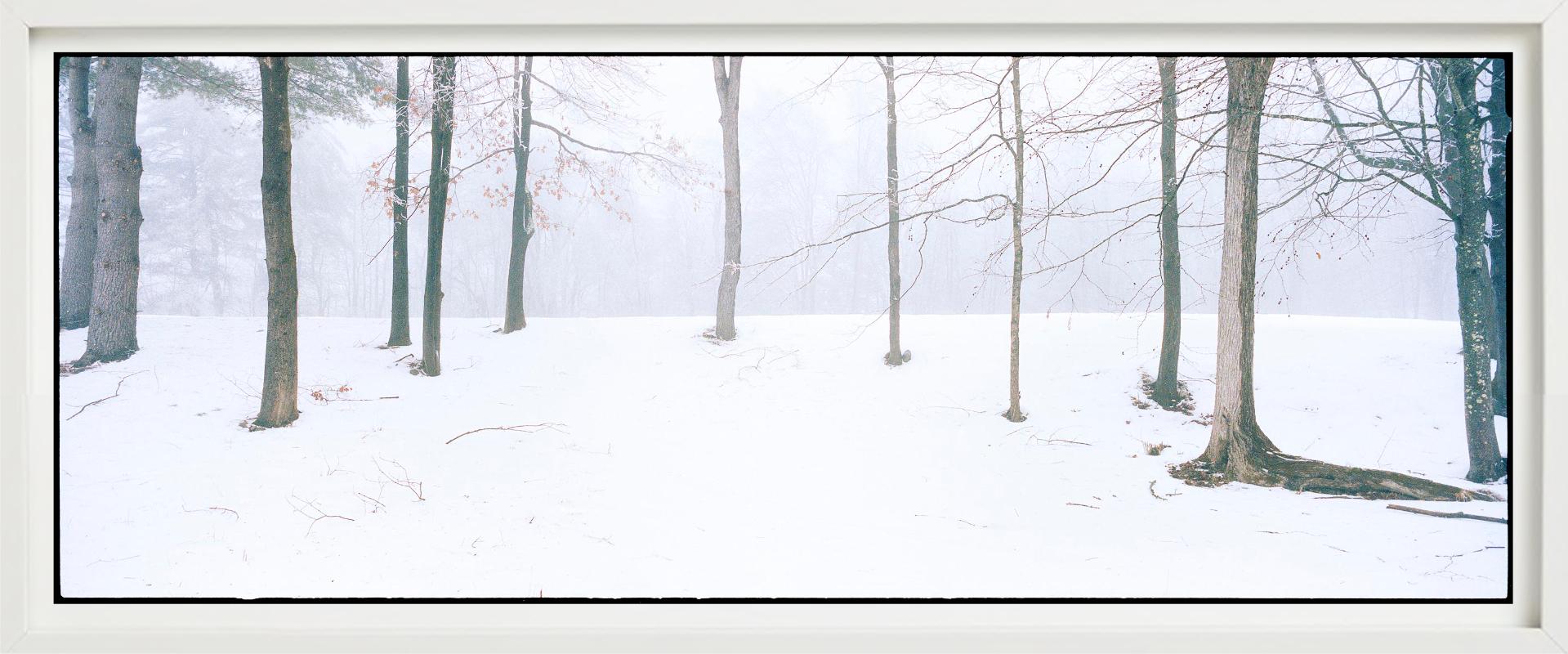Home - Alberi con neve e nebbia, fotografia d'autore 2021 in vendita 3