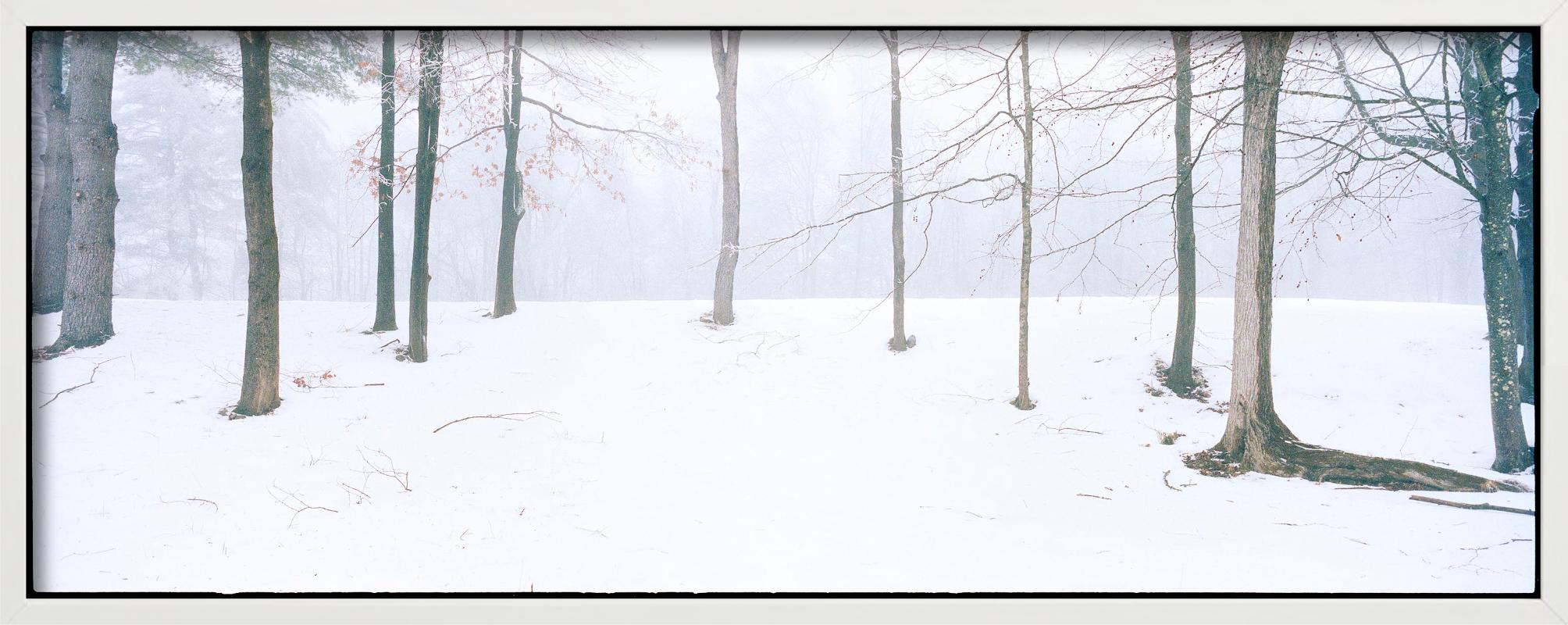 Home - Alberi con neve e nebbia, fotografia d'autore 2021 in vendita 4