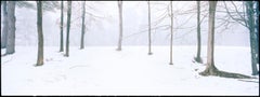 Home - Trees in Snow and Fog, Fine Art Photography 2021