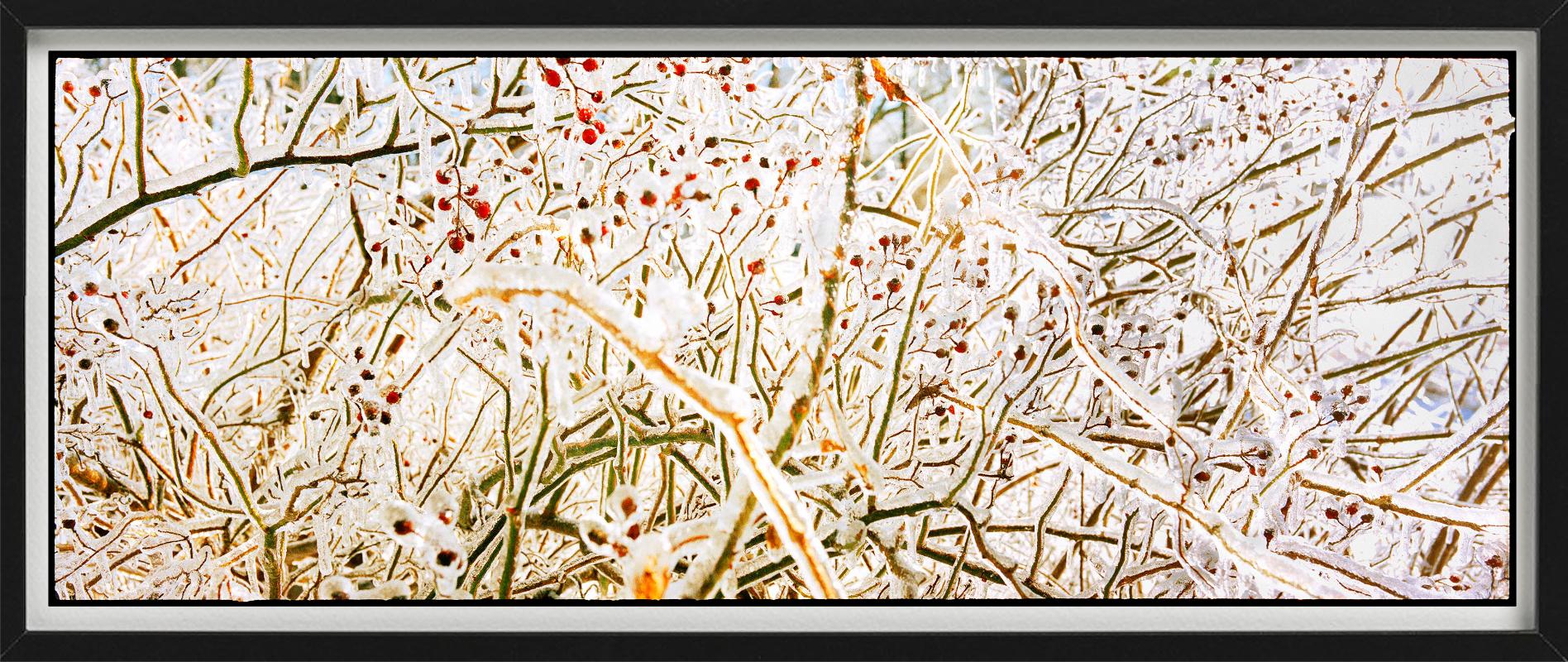 Storm of Ice Storm - brindilles et baies gelées, photographie d'art - Contemporain Photograph par Nigel Parry