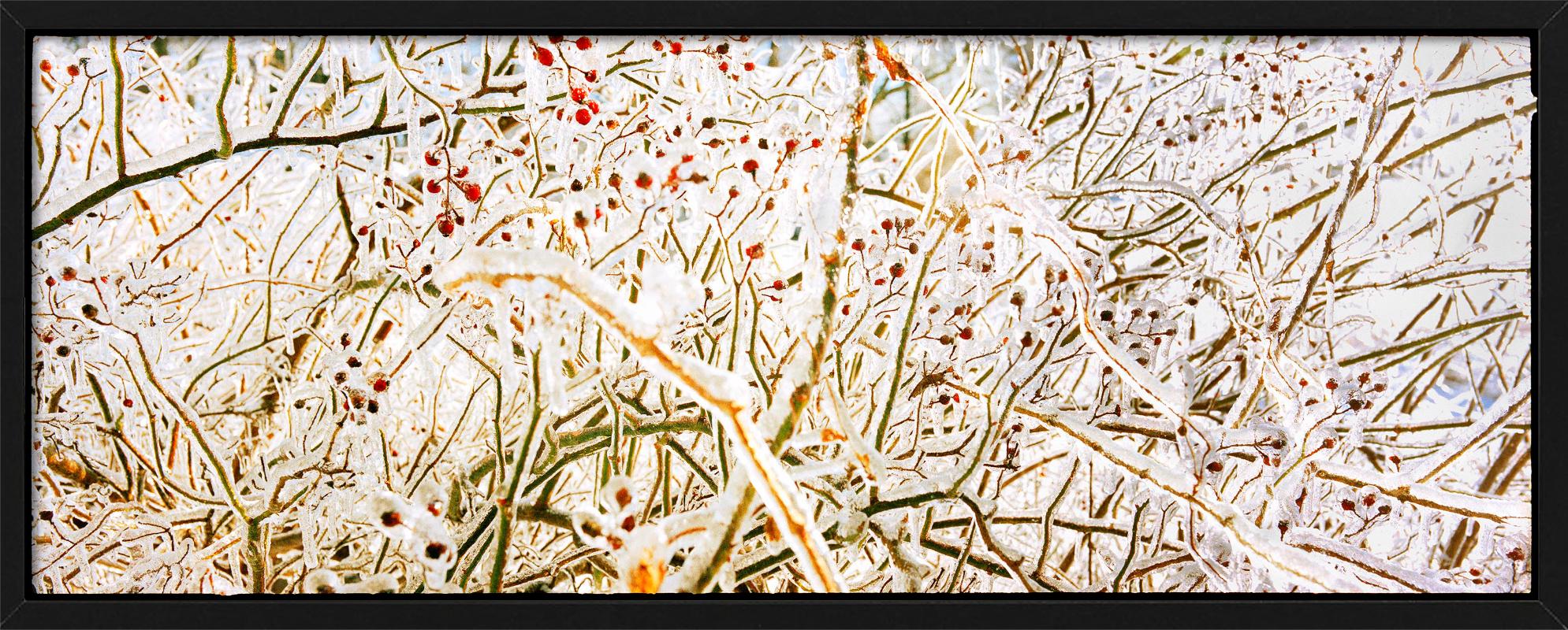 Storm of Ice Storm - brindilles et baies gelées, photographie d'art - Beige Landscape Photograph par Nigel Parry