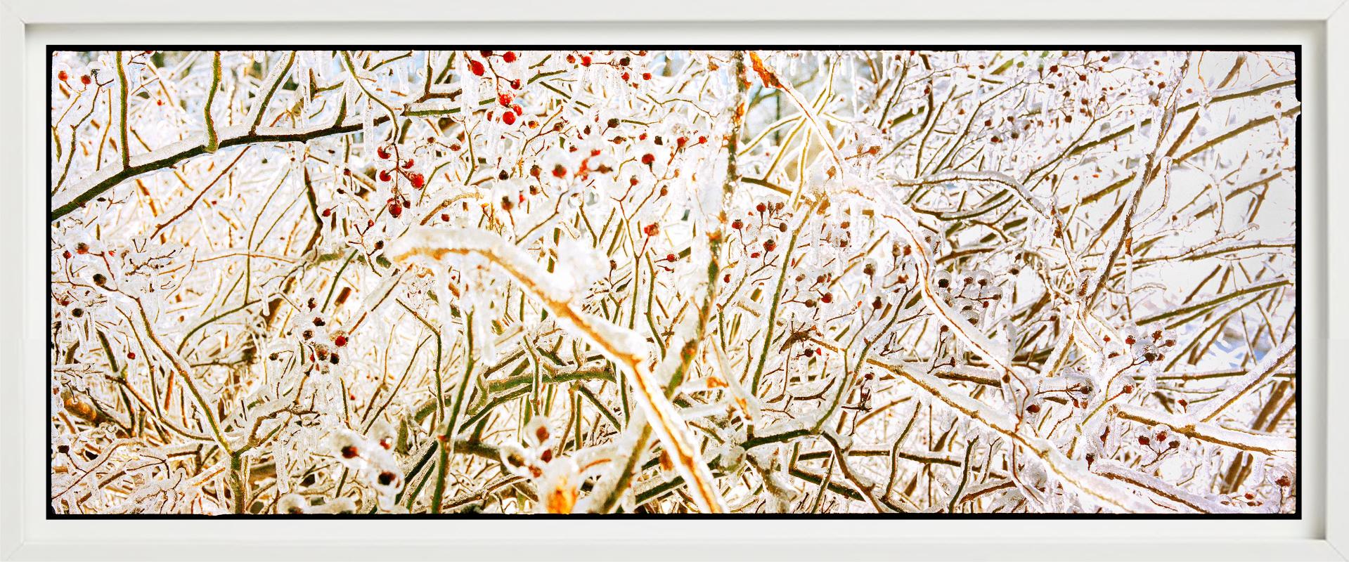 Storm of Ice Storm - brindilles et baies gelées, photographie d'art en vente 1