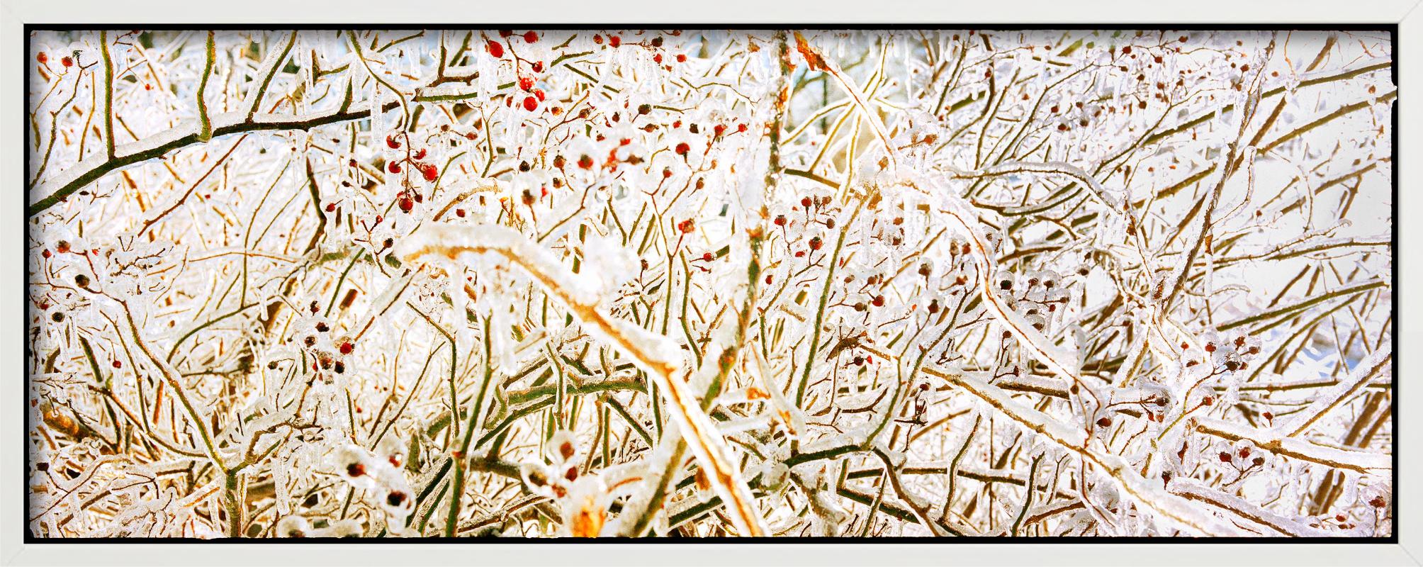 Storm of Ice Storm - brindilles et baies gelées, photographie d'art en vente 2