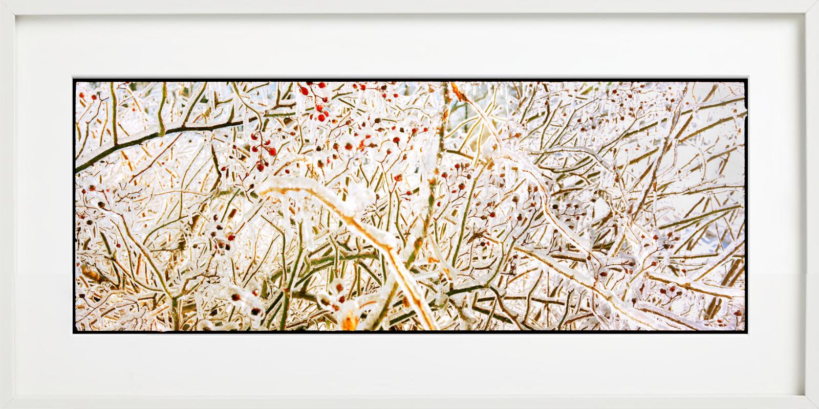 Storm of Ice Storm - brindilles et baies gelées, photographie d'art en vente 3