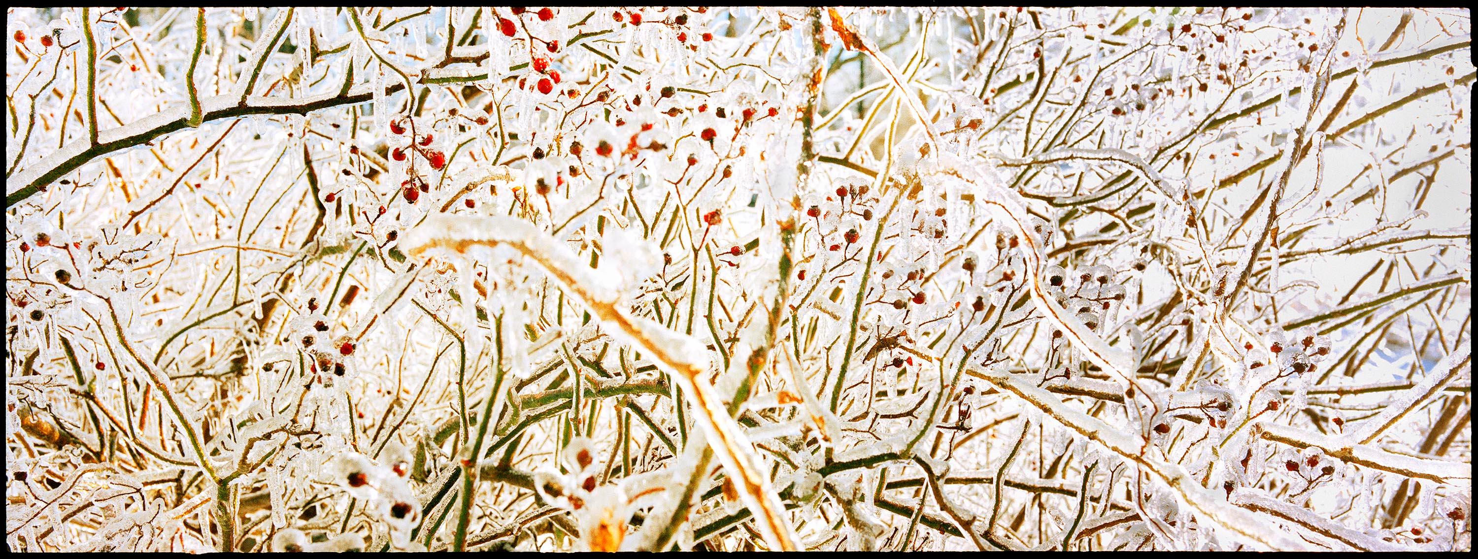 Landscape Photograph Nigel Parry - Storm of Ice Storm - brindilles et baies gelées, photographie d'art