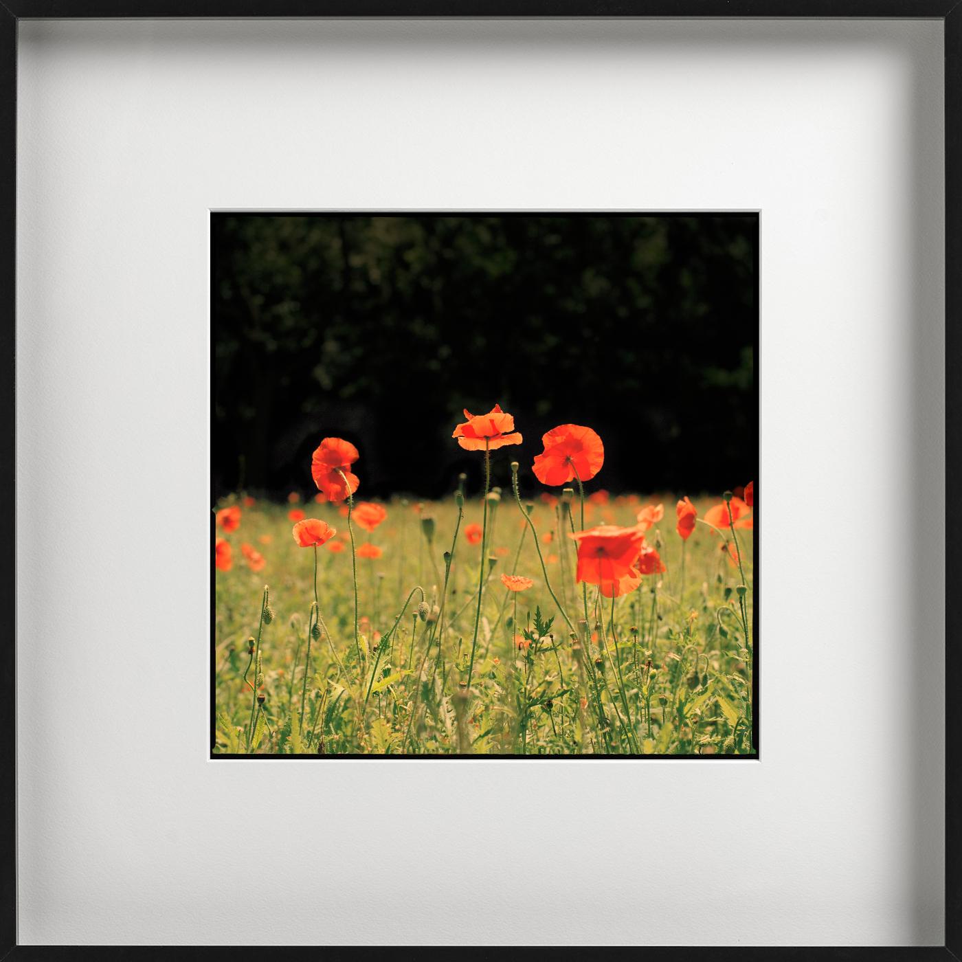 Rote Mohnblumen - Blumenfeldlandschaft, Kunstfotografie – Photograph von Nigel Parry
