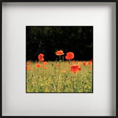 Red Poppies - Flower Field Landscape, Fine Art Photography