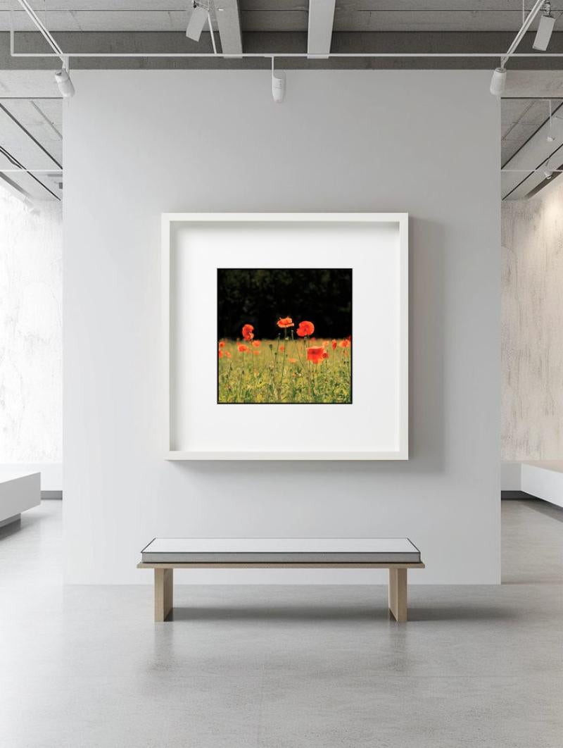 Rote Mohnblumen - Blumenfeldlandschaft, Kunstfotografie (Zeitgenössisch), Photograph, von Nigel Parry